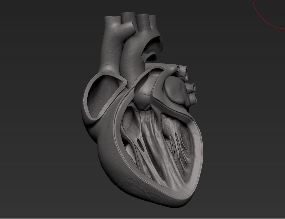 Human Heart Low-poly 3D model_27
