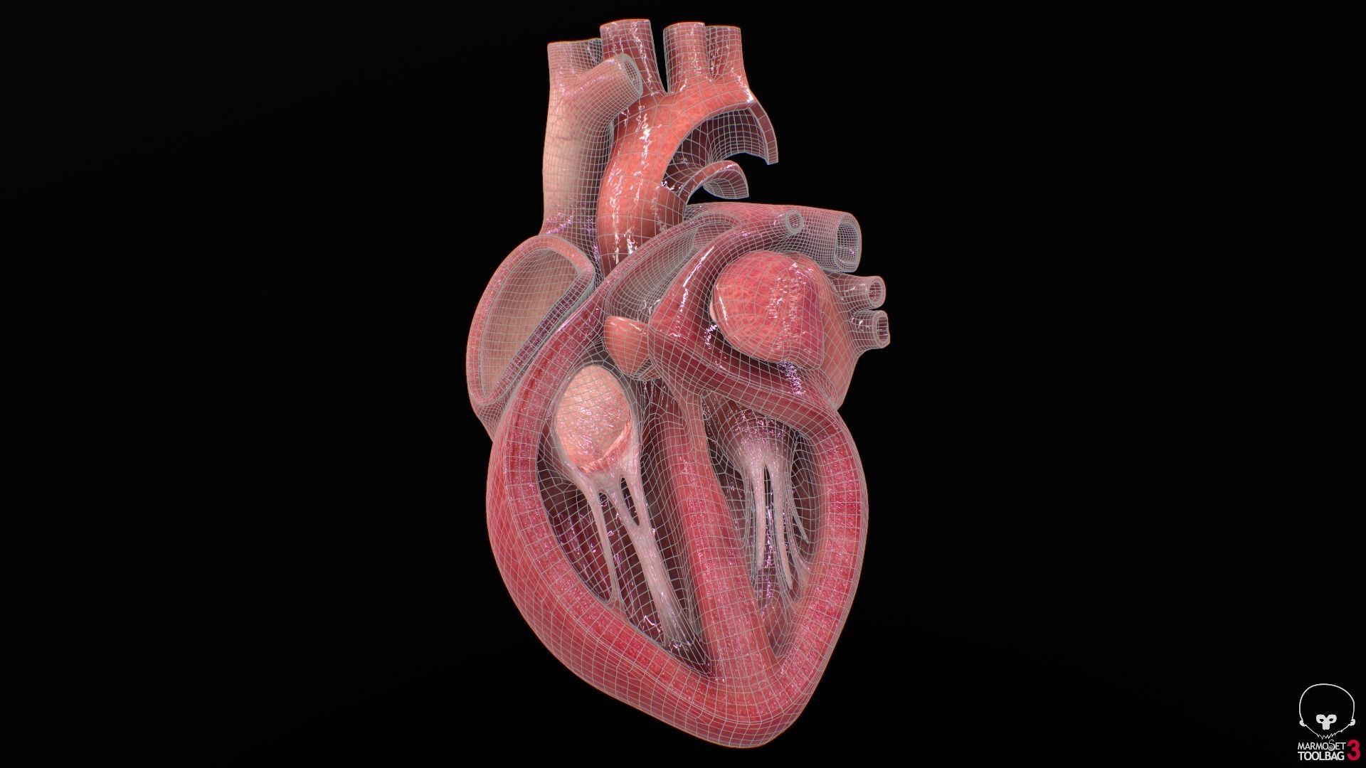 Human Heart Low-poly 3D model_16