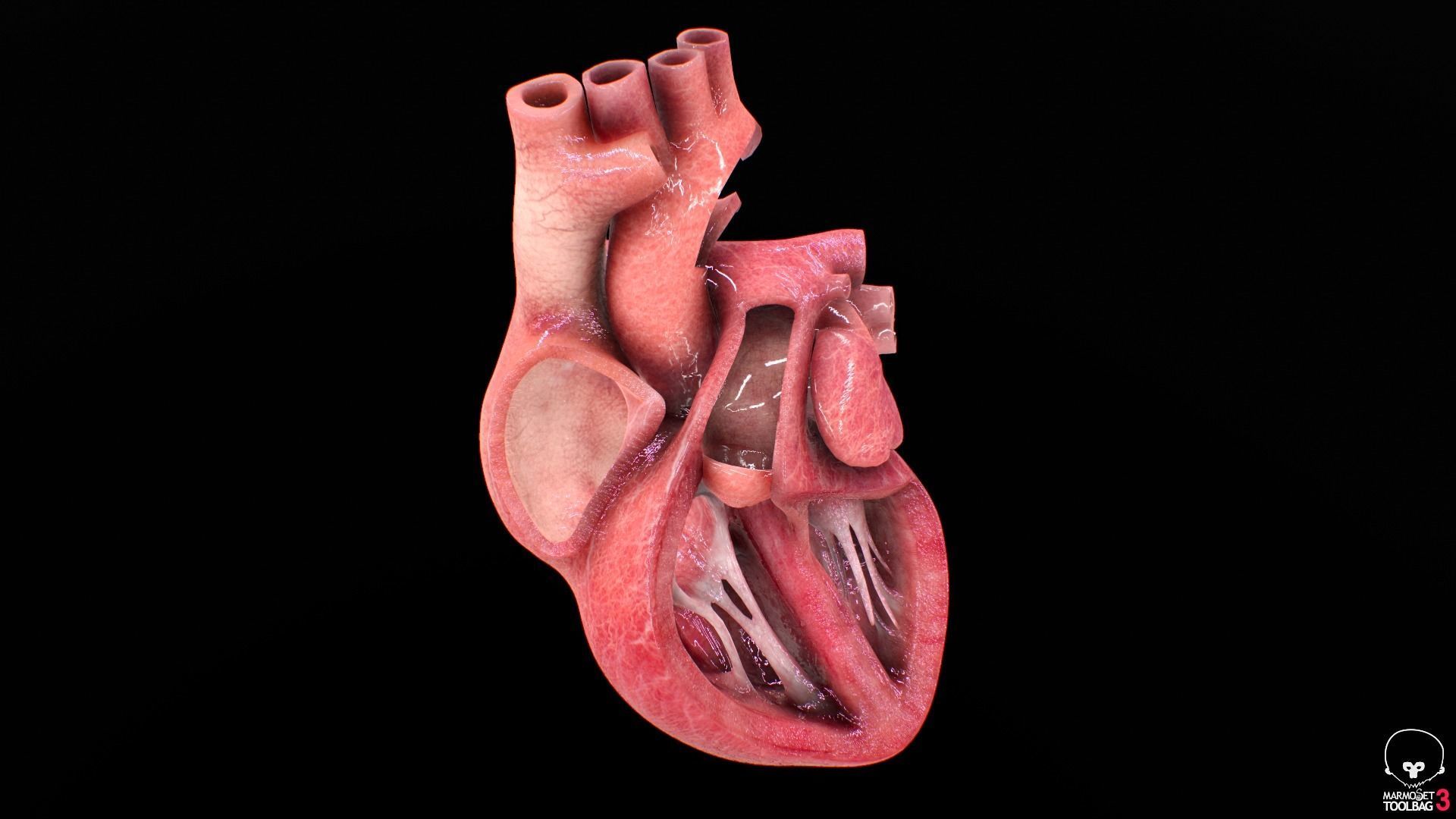 Human Heart Low-poly 3D model_5