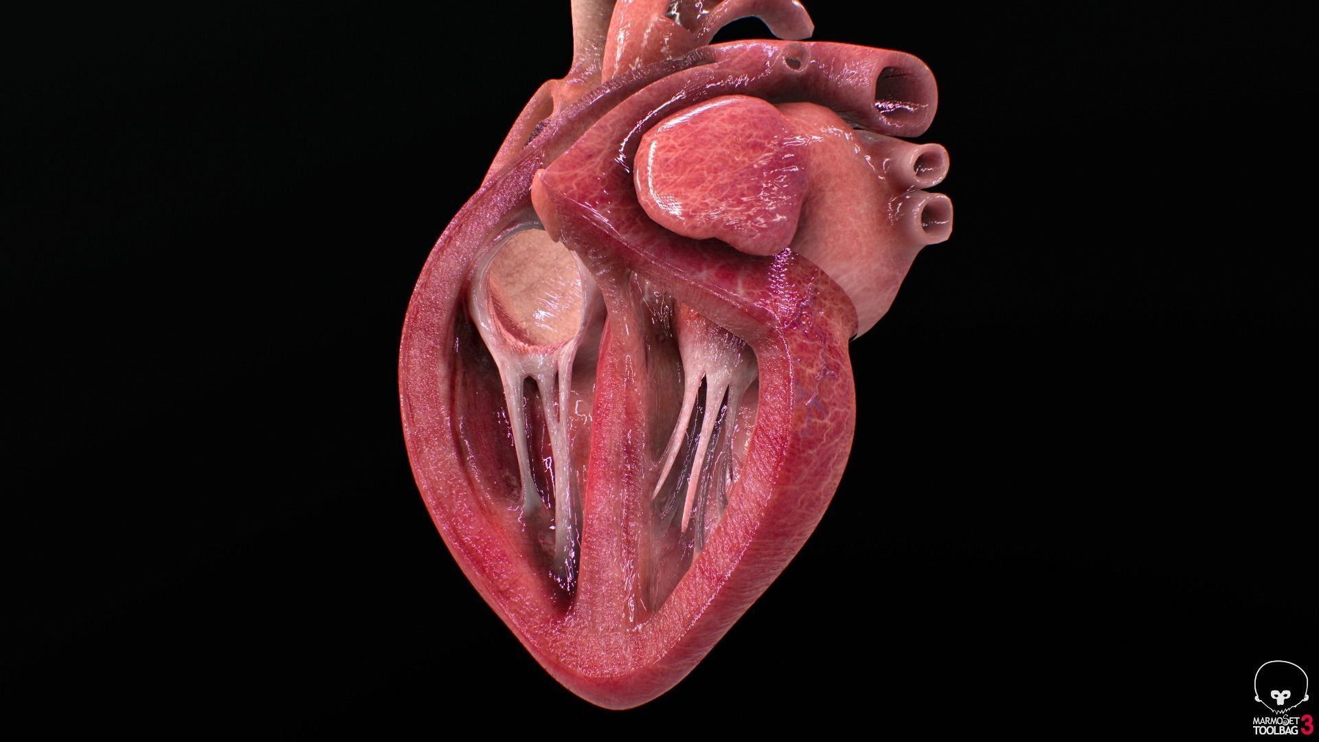 Human Heart Low-poly 3D model_15