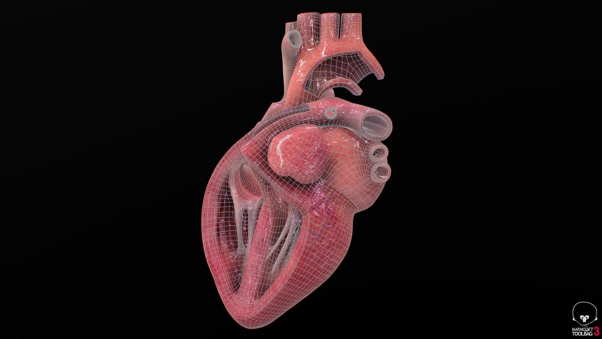 Human Heart Low-poly 3D model_21