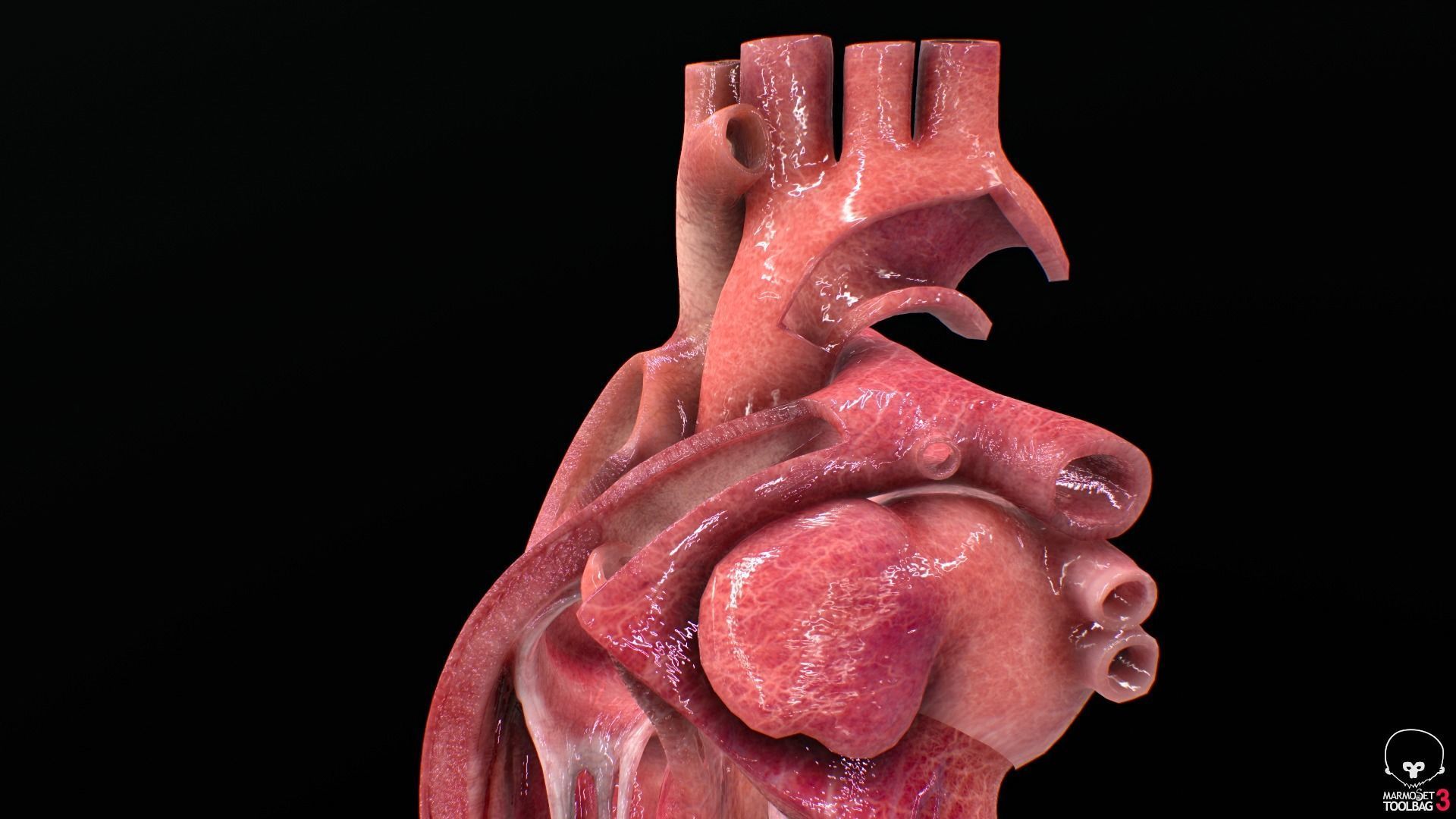 Human Heart Low-poly 3D model_10