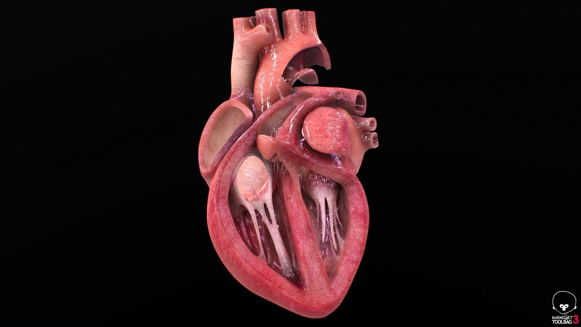 Human Heart Low-poly 3D model_4