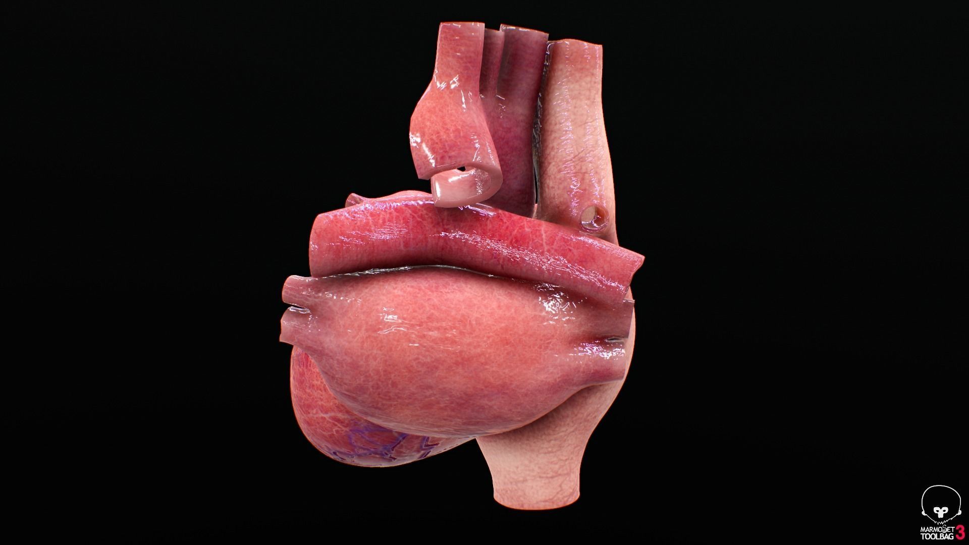 Human Heart Low-poly 3D model_7