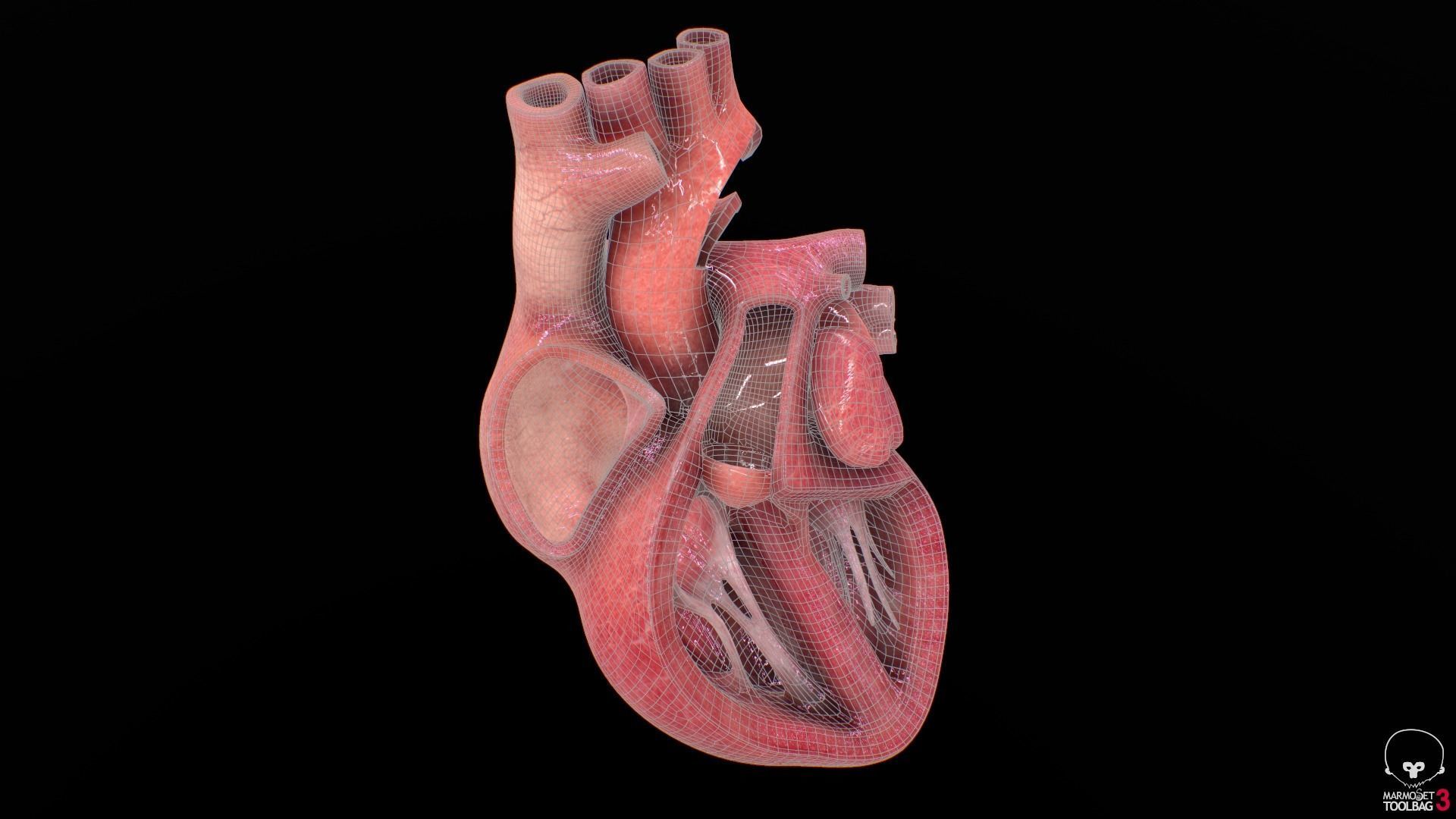 Human Heart Low-poly 3D model_17