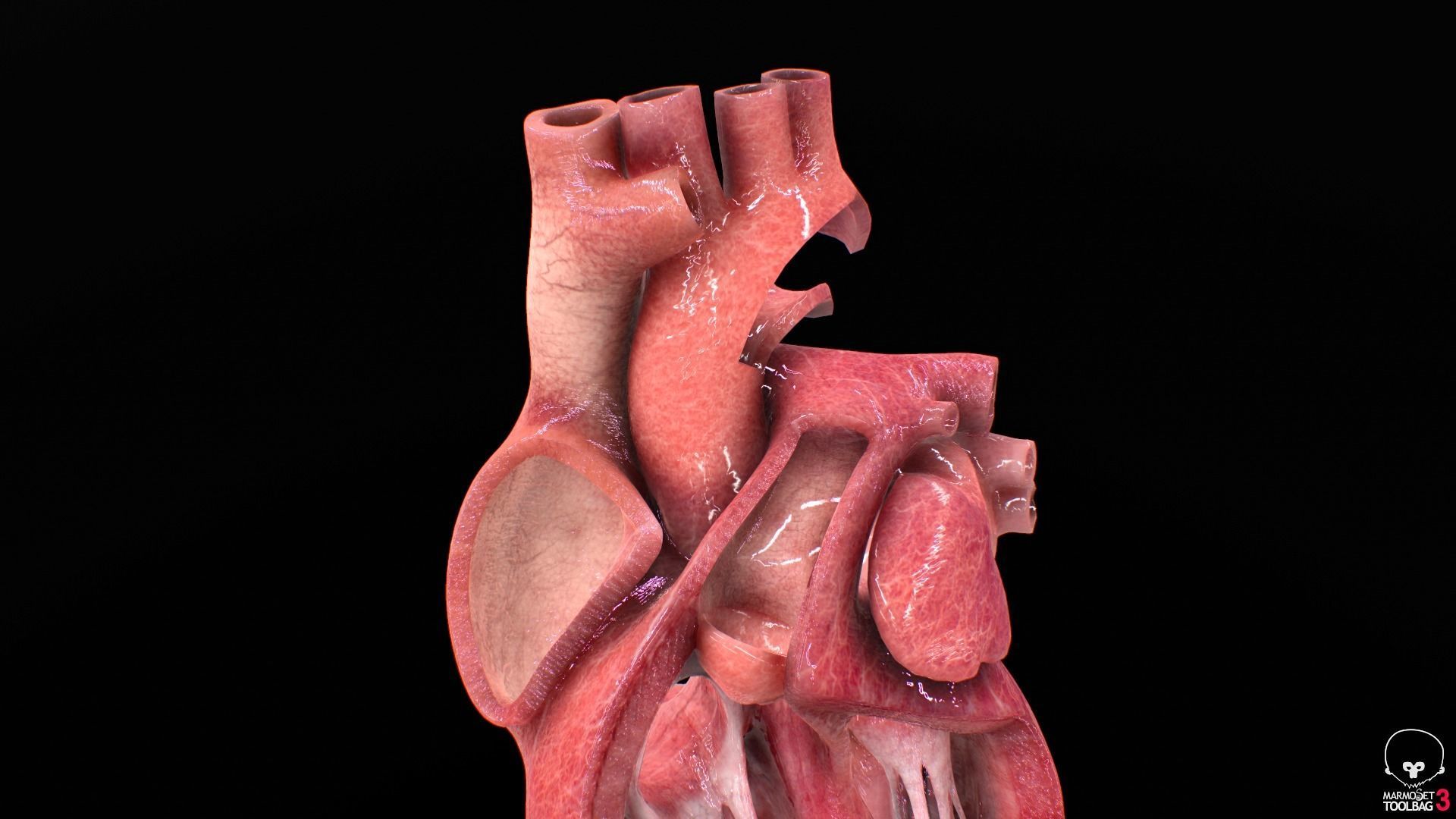 Human Heart Low-poly 3D model_11