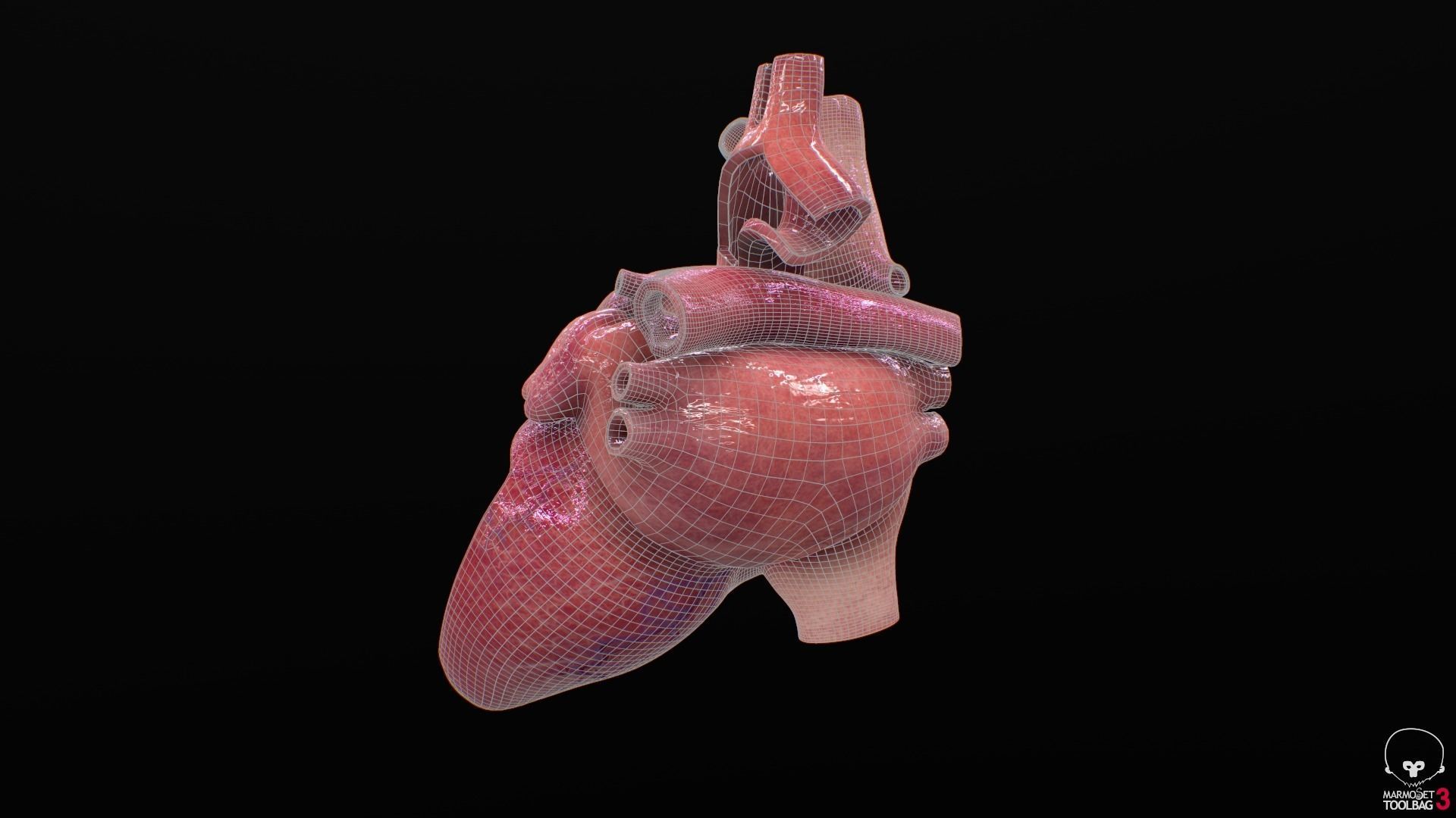 Human Heart Low-poly 3D model_20