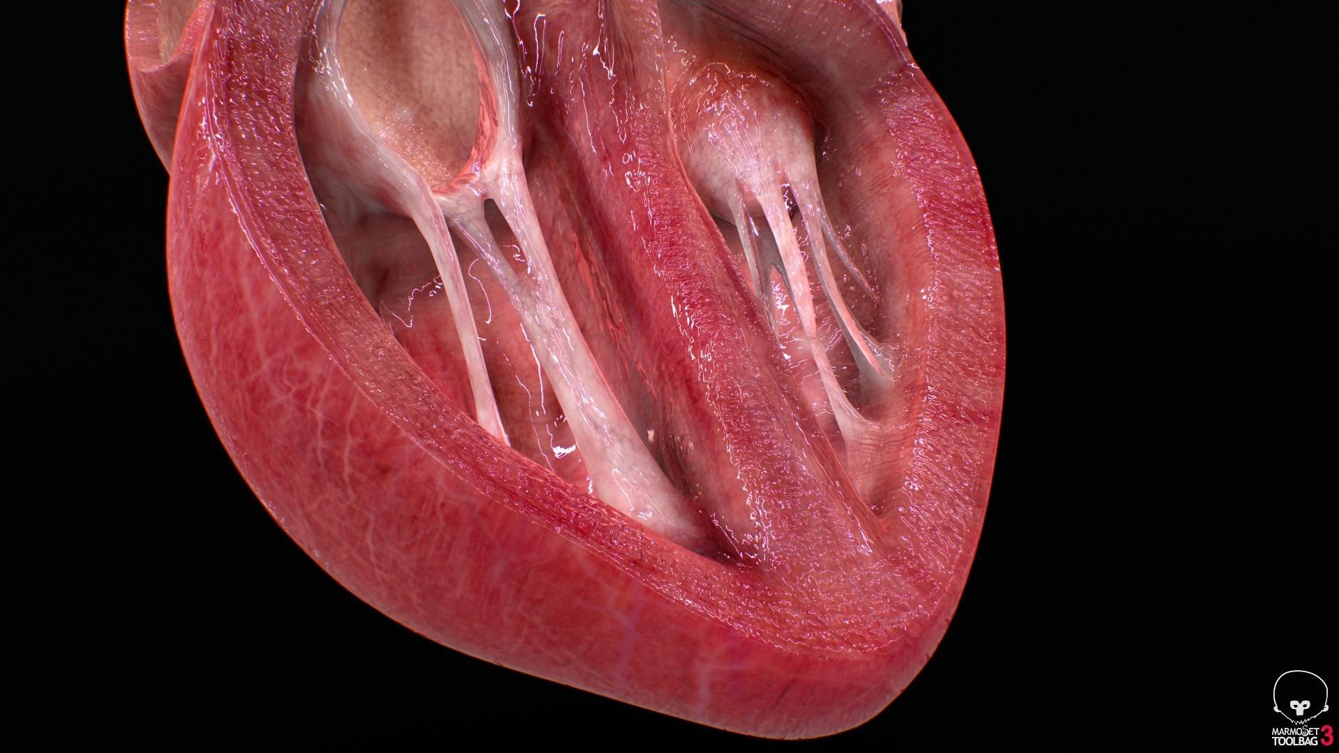 Human Heart Low-poly 3D model_14