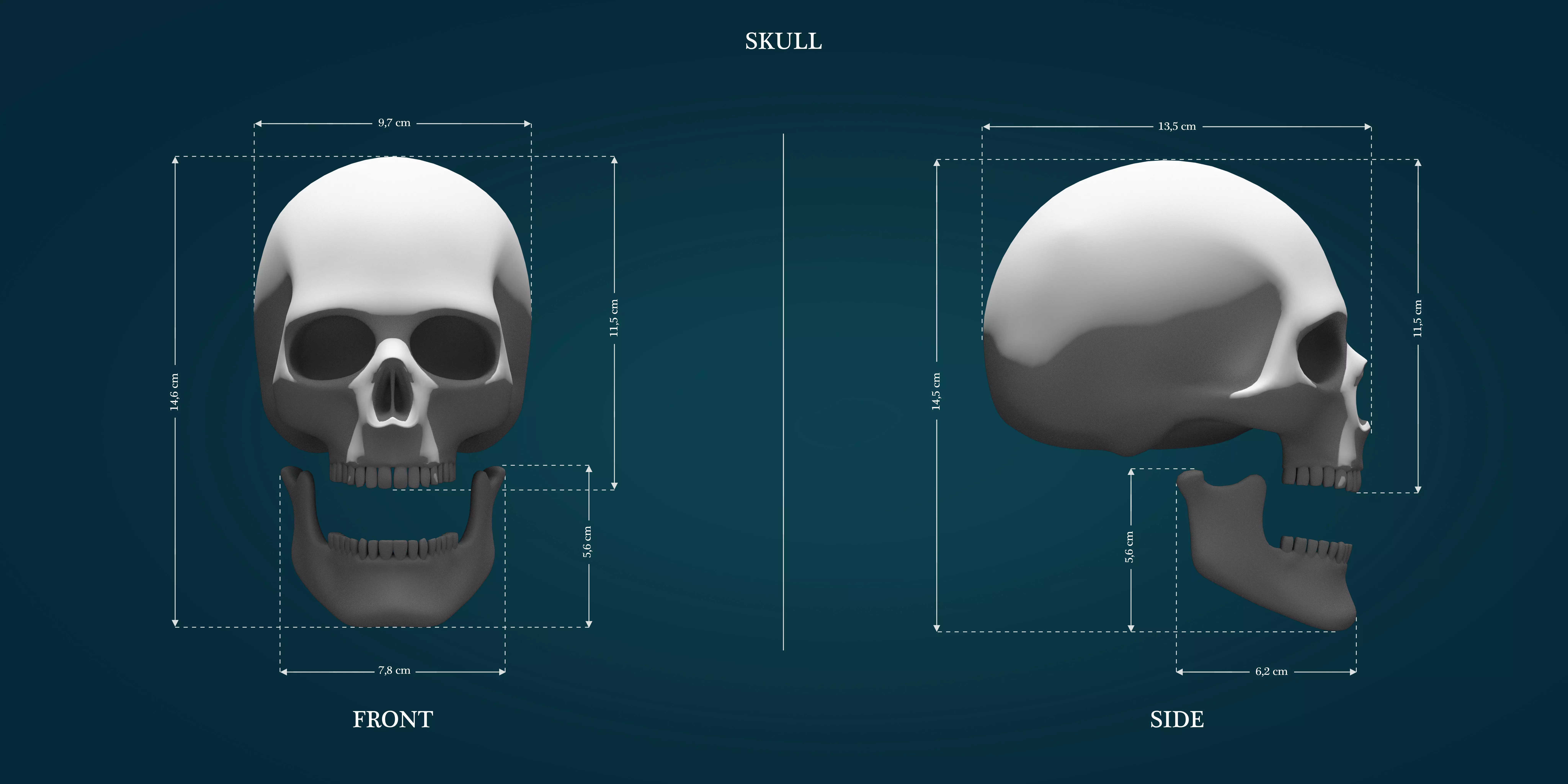 Skull two human skulls 3D print model_0