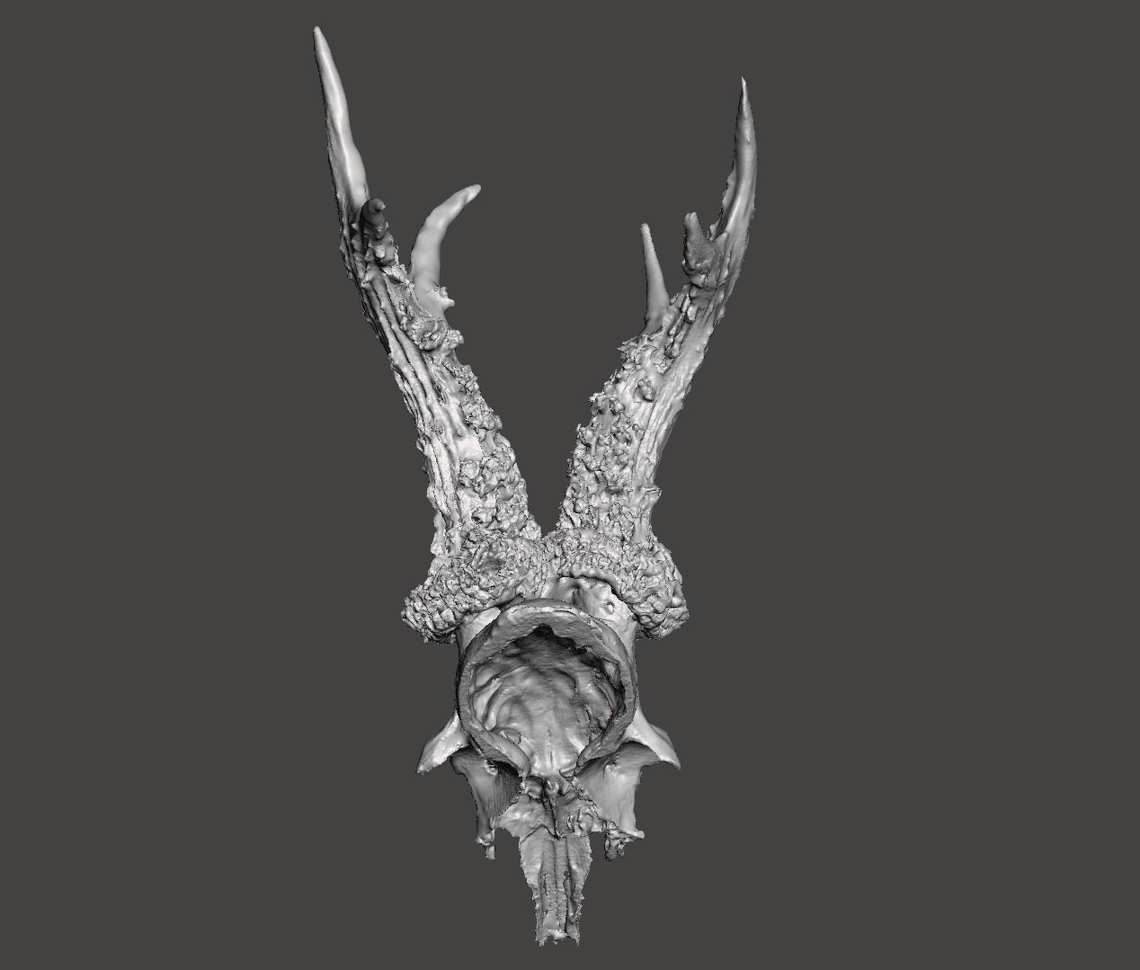 Deer antlers - horns with skull no2  3D print model_5