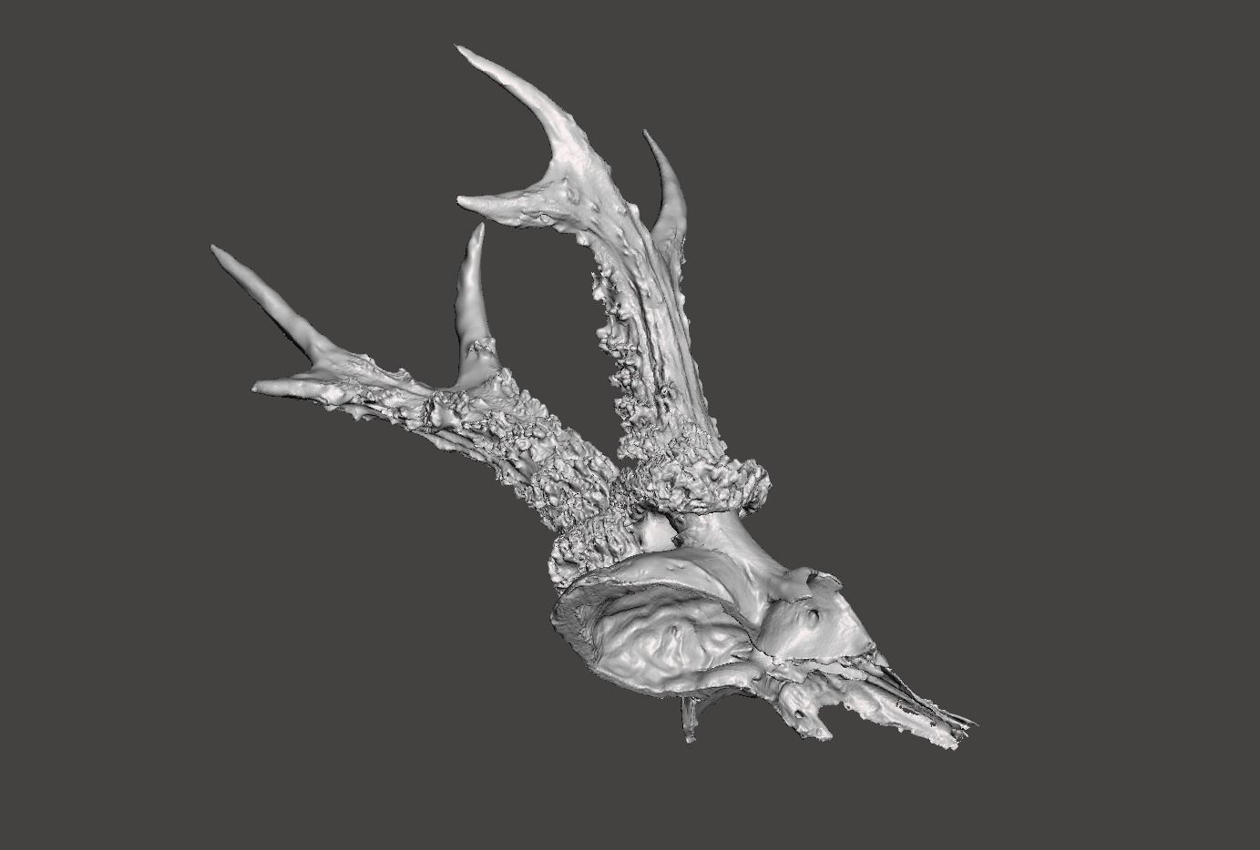 Deer antlers - horns with skull no2  3D print model_4