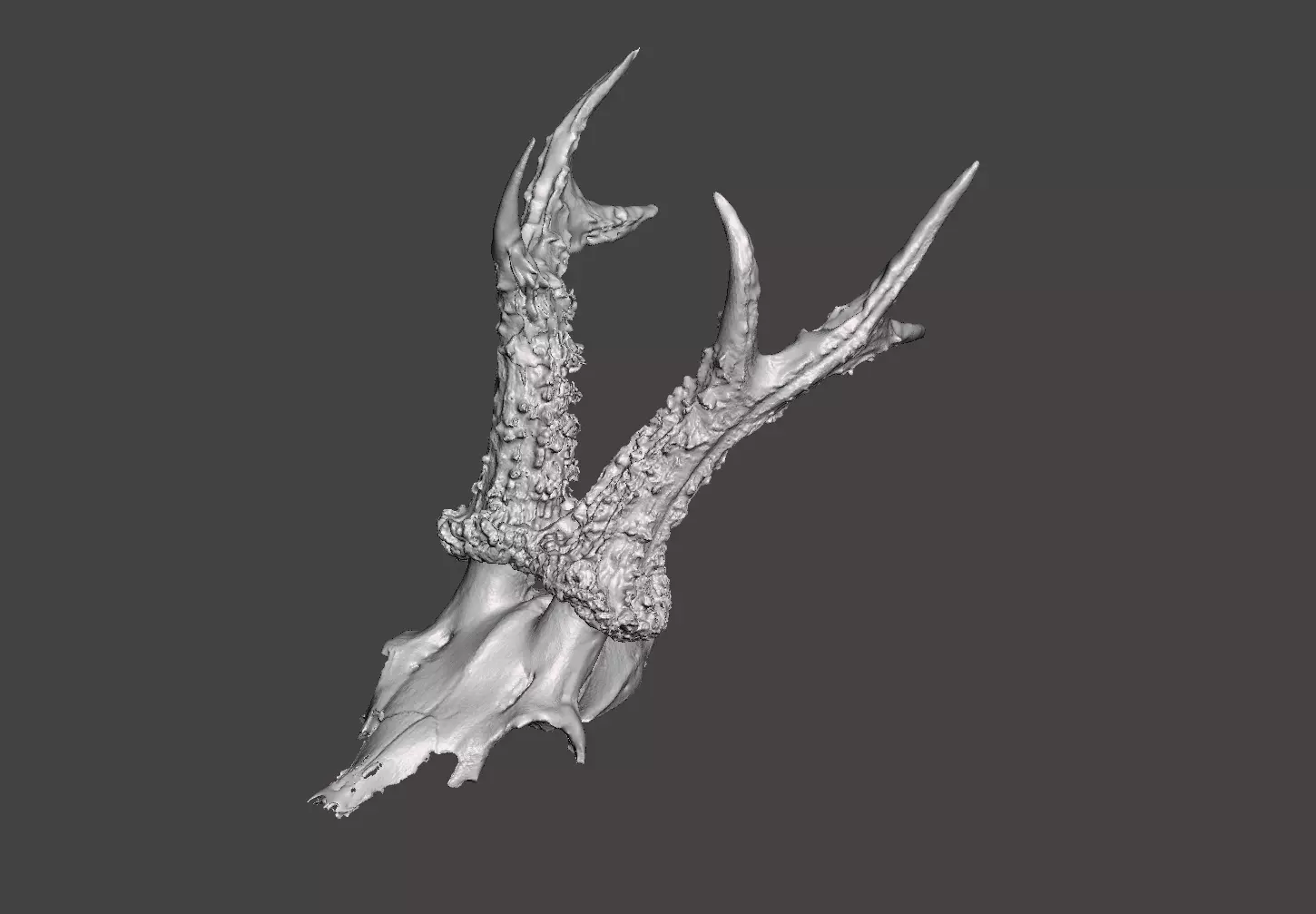 Deer antlers - horns with skull no2  3D print model_0
