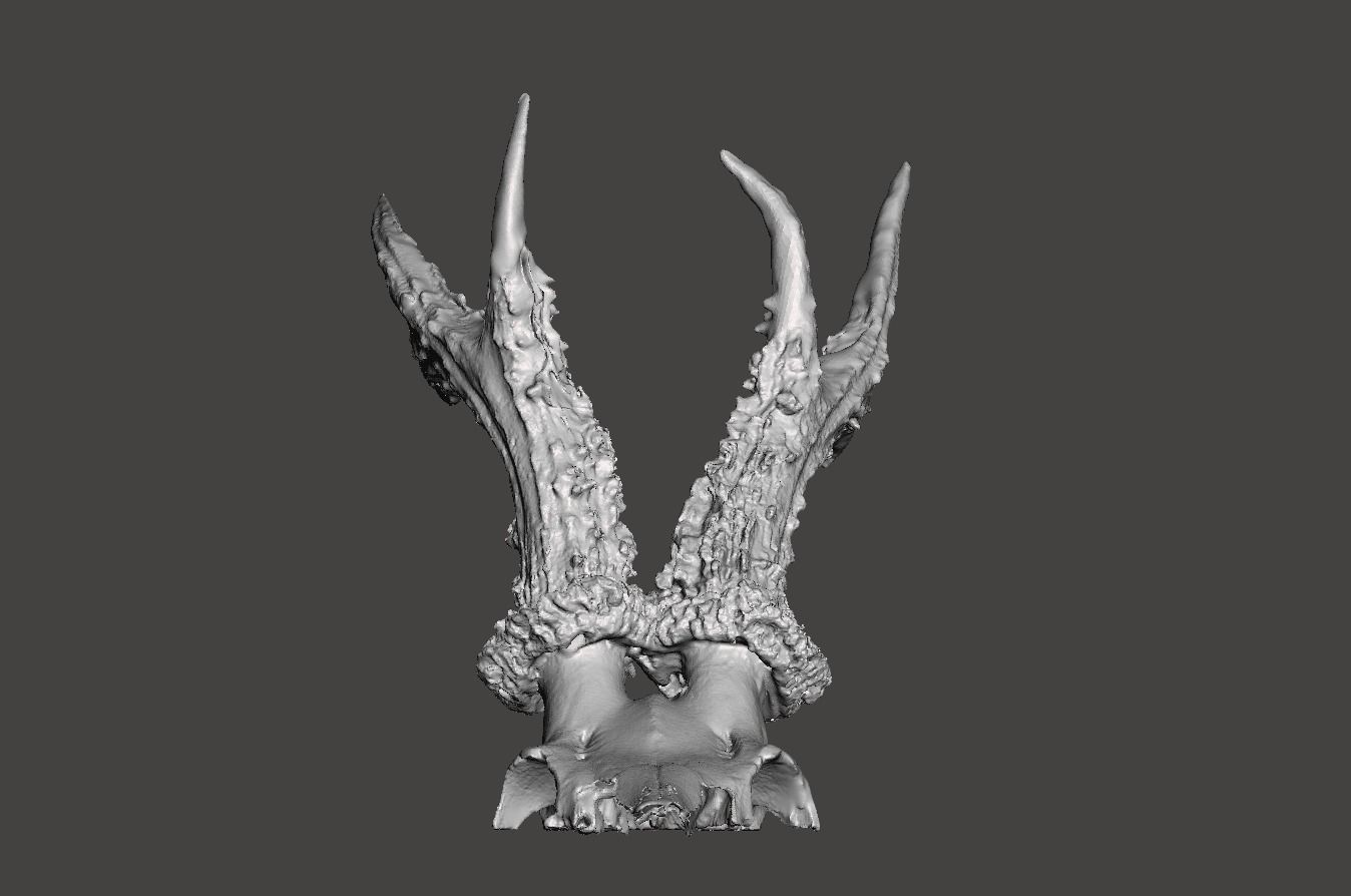 Deer antlers - horns with skull no2  3D print model_2