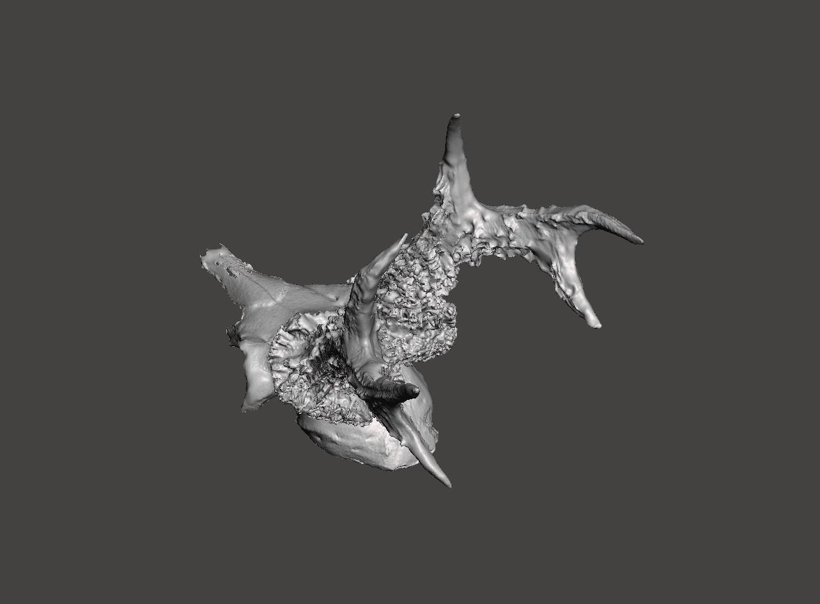 Deer antlers - horns with skull no2  3D print model_3