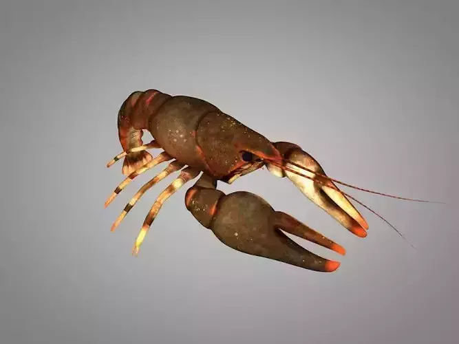Cancer crayfish Low-poly 3D model