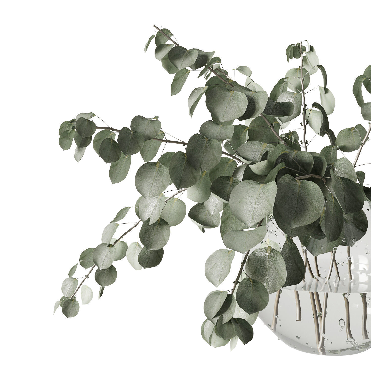 Eucalyptus bouquet 3D model_6