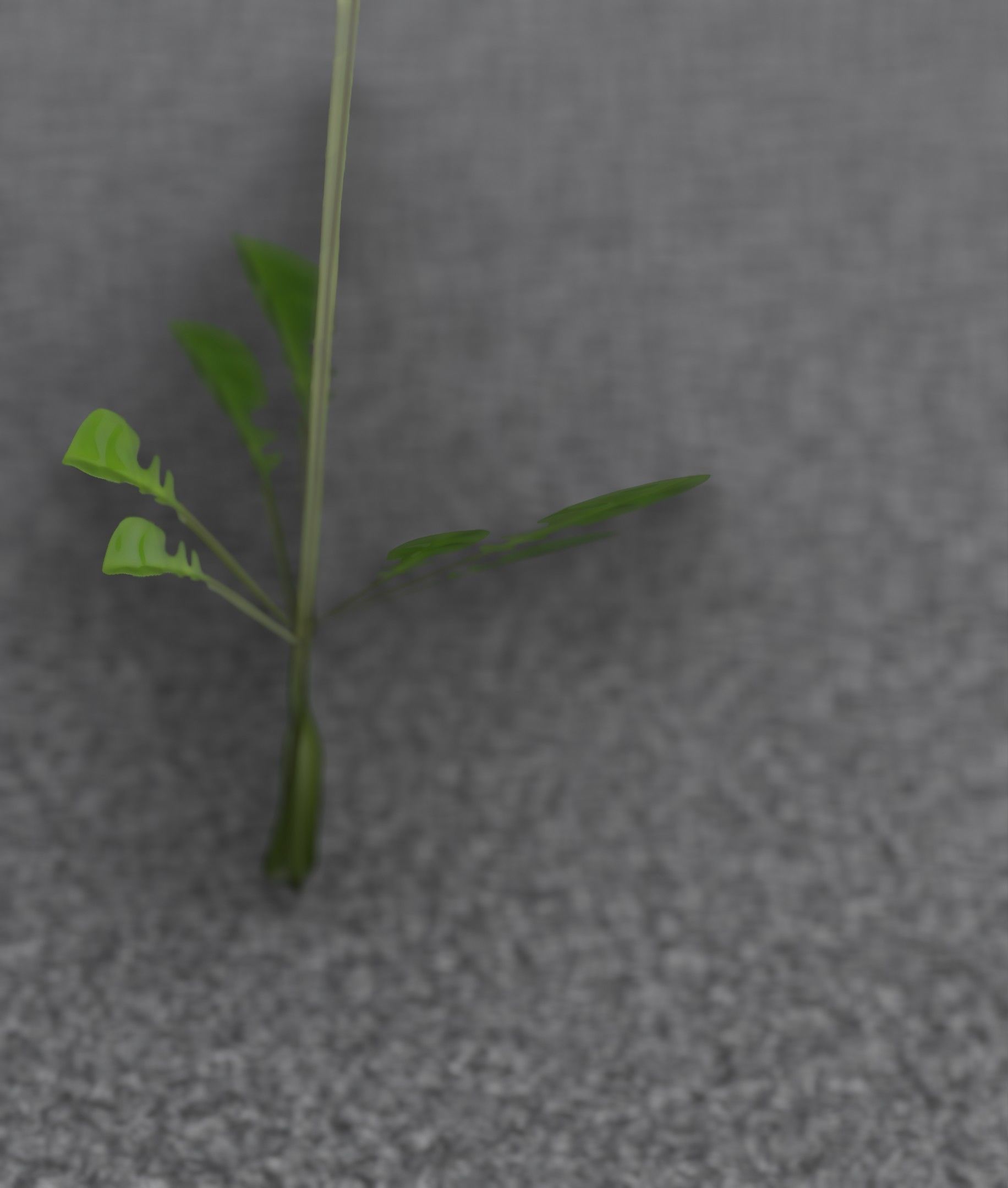 Low-Poly Dandelion Flower Version 1 - Object 7 Low-poly 3D model_51