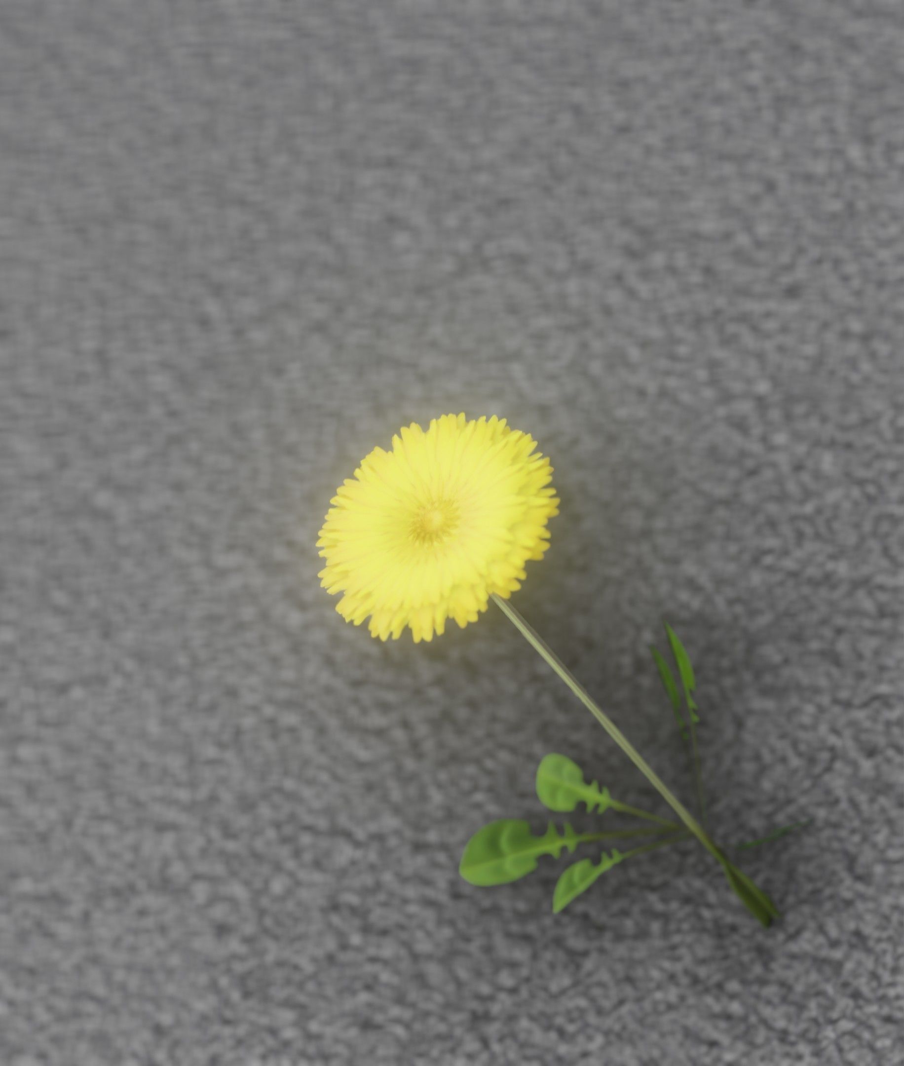 Low-Poly Dandelion Flower Version 1 - Object 7 Low-poly 3D model_8