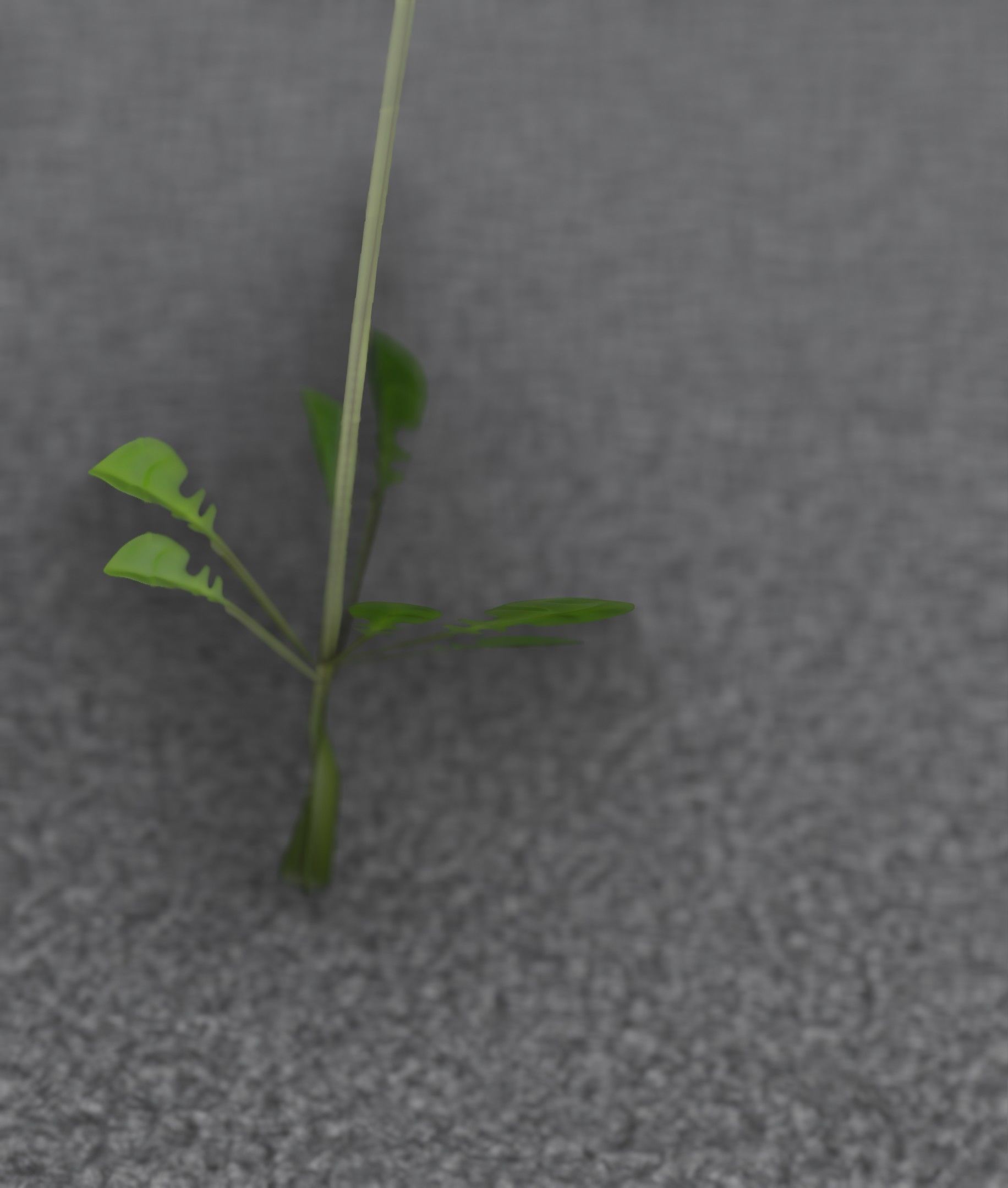 Low-Poly Dandelion Flower Version 1 - Object 7 Low-poly 3D model_52