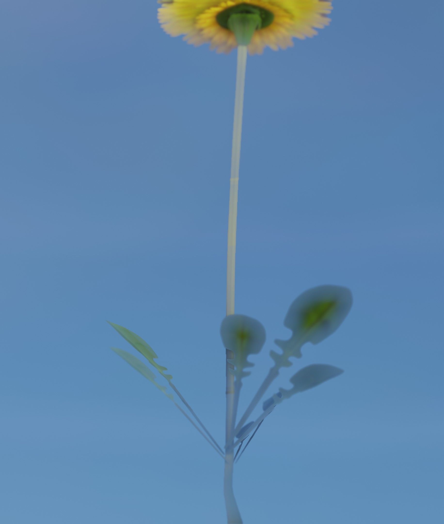 Low-Poly Dandelion Flower Version 1 - Object 7 Low-poly 3D model_23