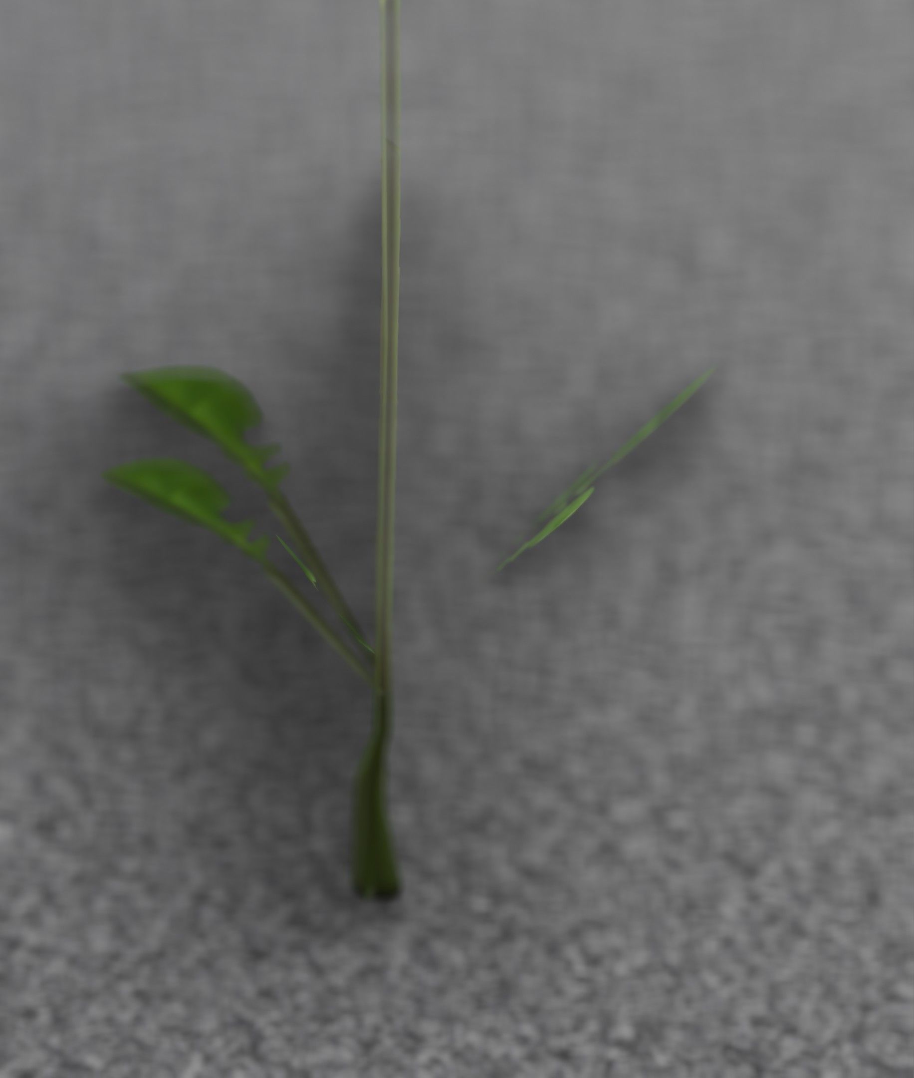 Low-Poly Dandelion Flower Version 1 - Object 7 Low-poly 3D model_49