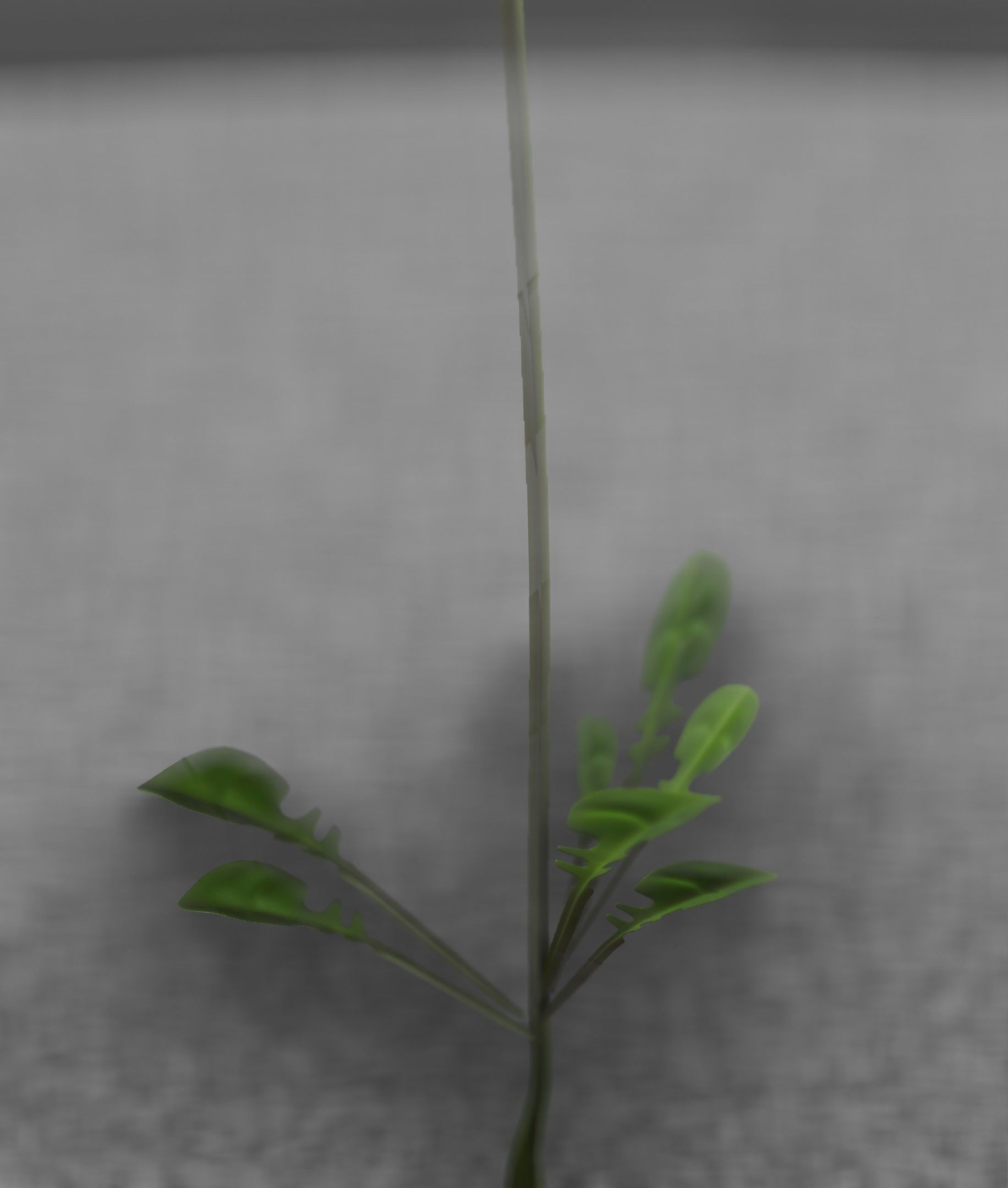 Low-Poly Dandelion Flower Version 1 - Object 7 Low-poly 3D model_47