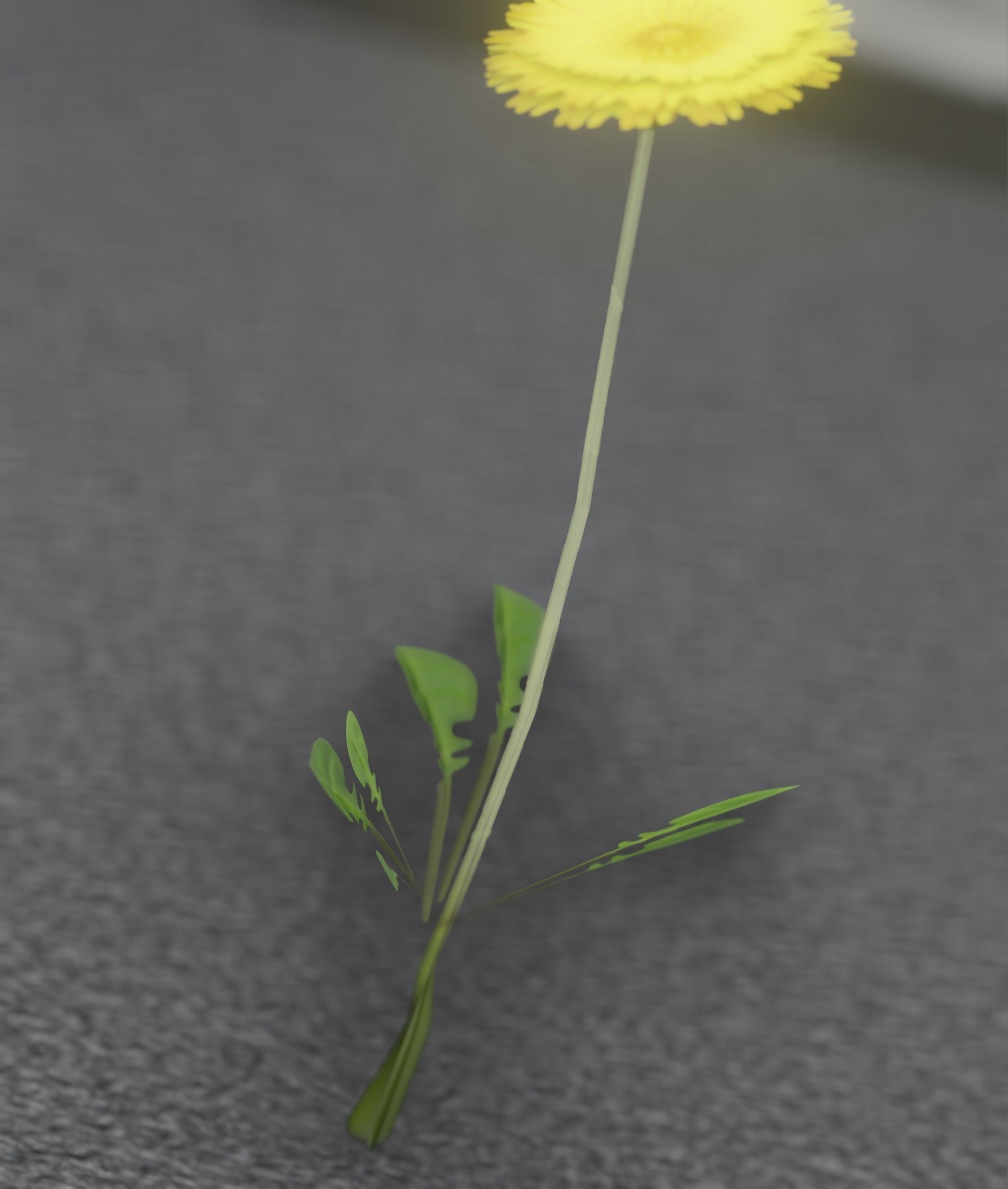 Low-Poly Dandelion Flower Version 2 - Object 8 Low-poly 3D model_39