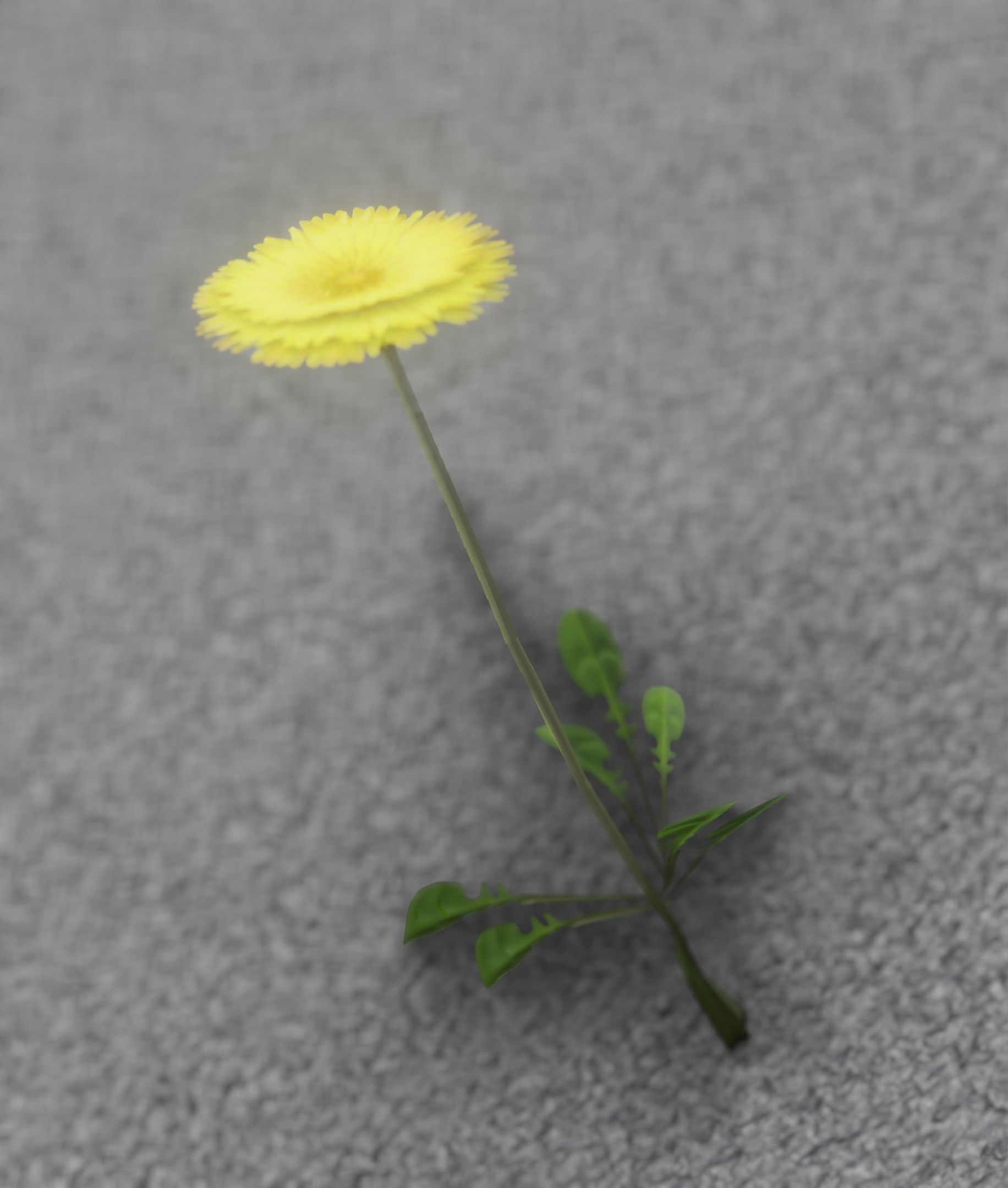 Low-Poly Dandelion Flower Version 2 - Object 8 Low-poly 3D model_26