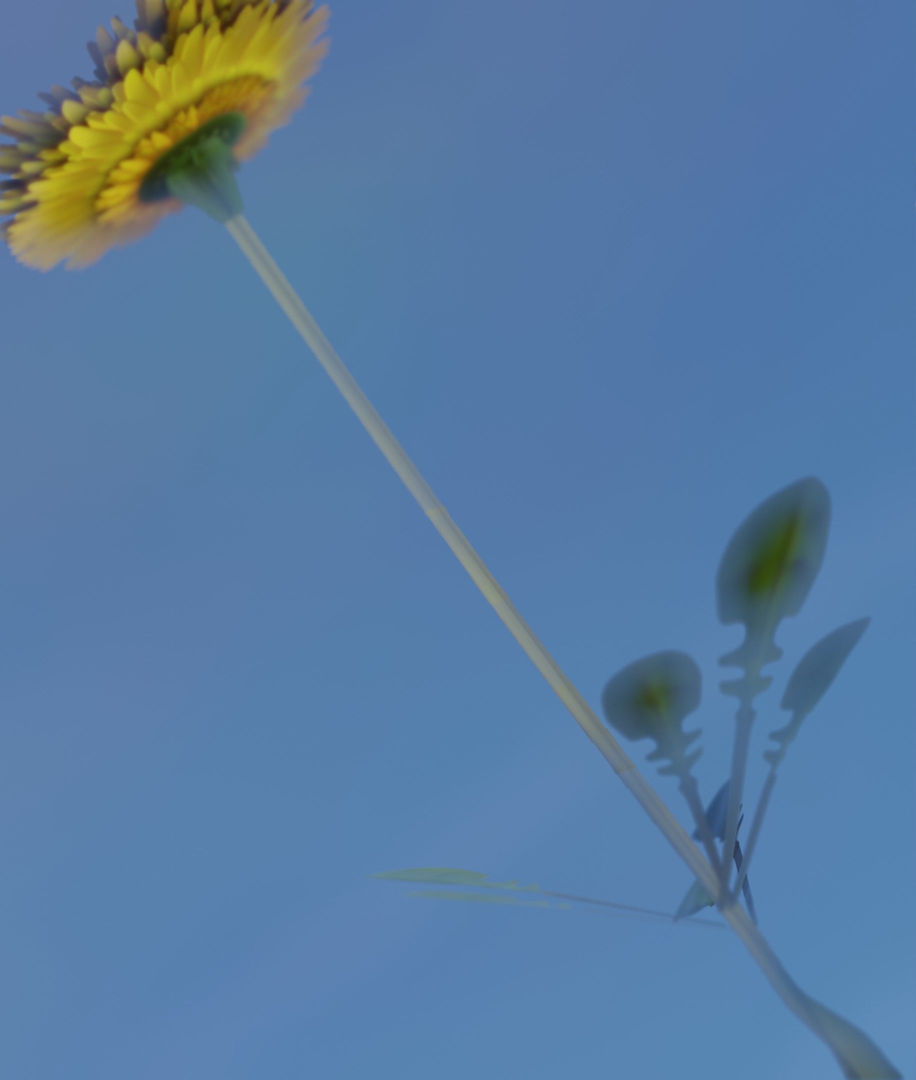 Low-Poly Dandelion Flower Version 3 - Object 9 Low-poly 3D model_17
