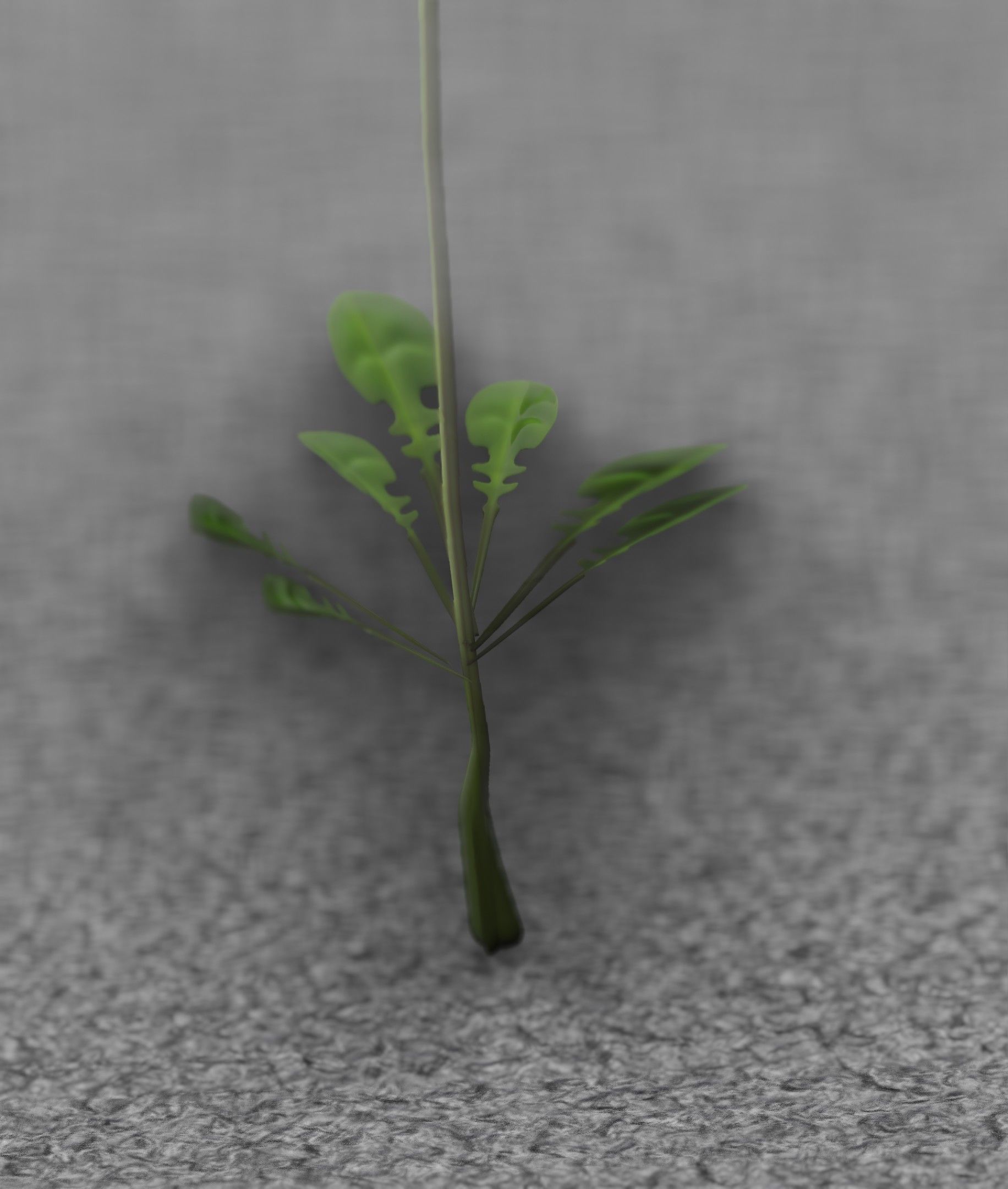 Low-Poly Dandelion Flower Version 3 - Object 9 Low-poly 3D model_47