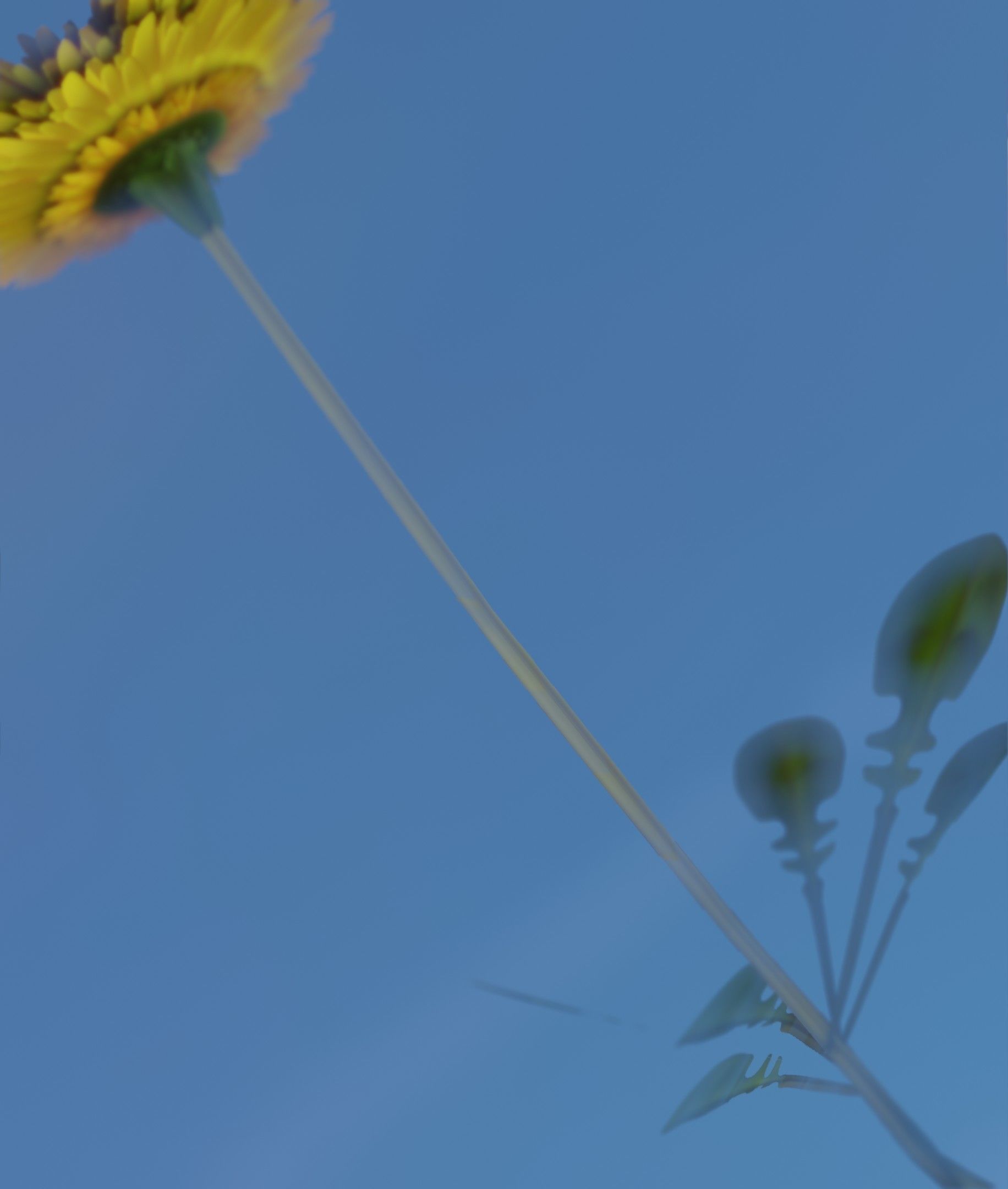 Low-Poly Dandelion Flower Version 3 - Object 9 Low-poly 3D model_16