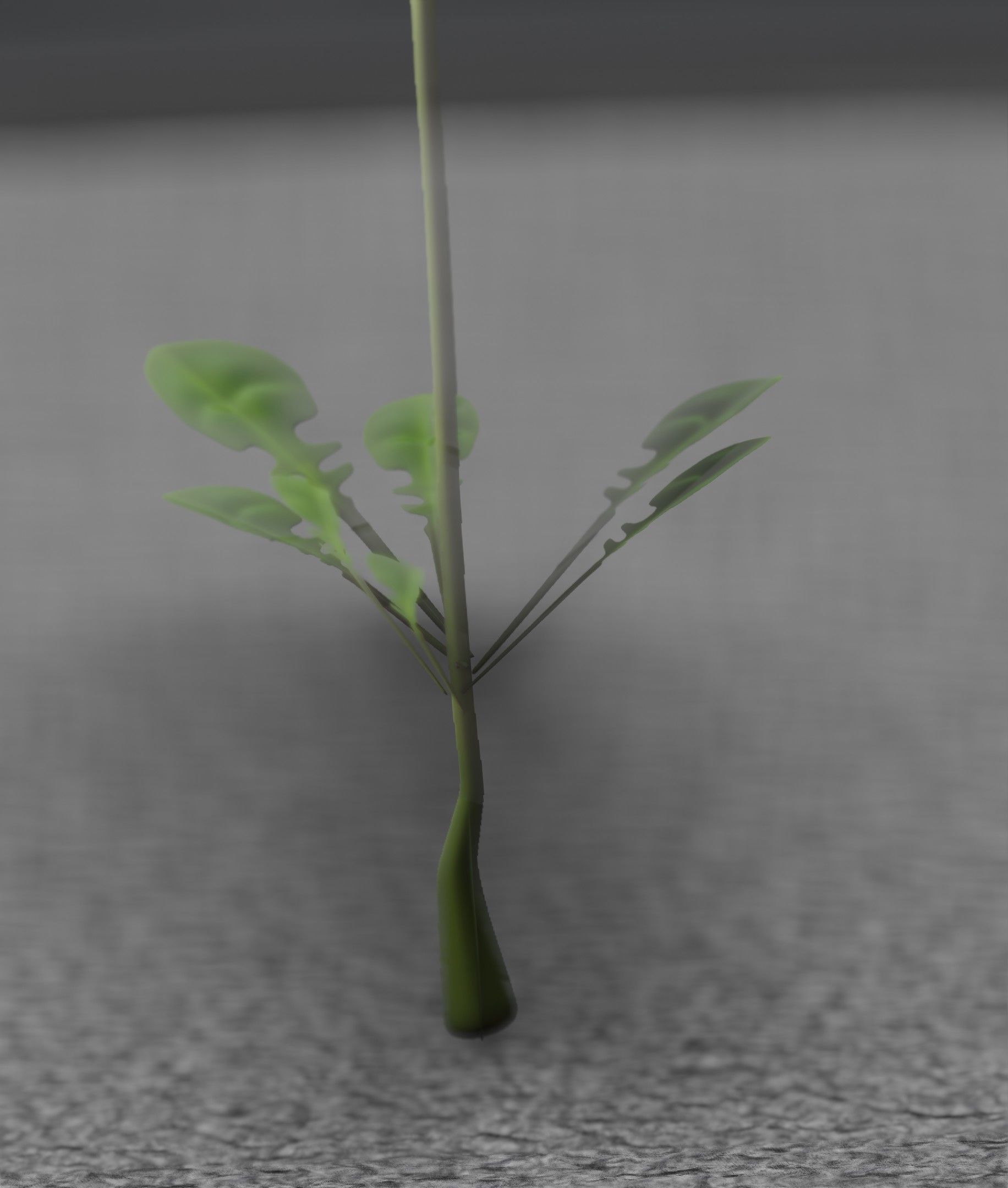 Low-Poly Dandelion Flower Version 3 - Object 9 Low-poly 3D model_46