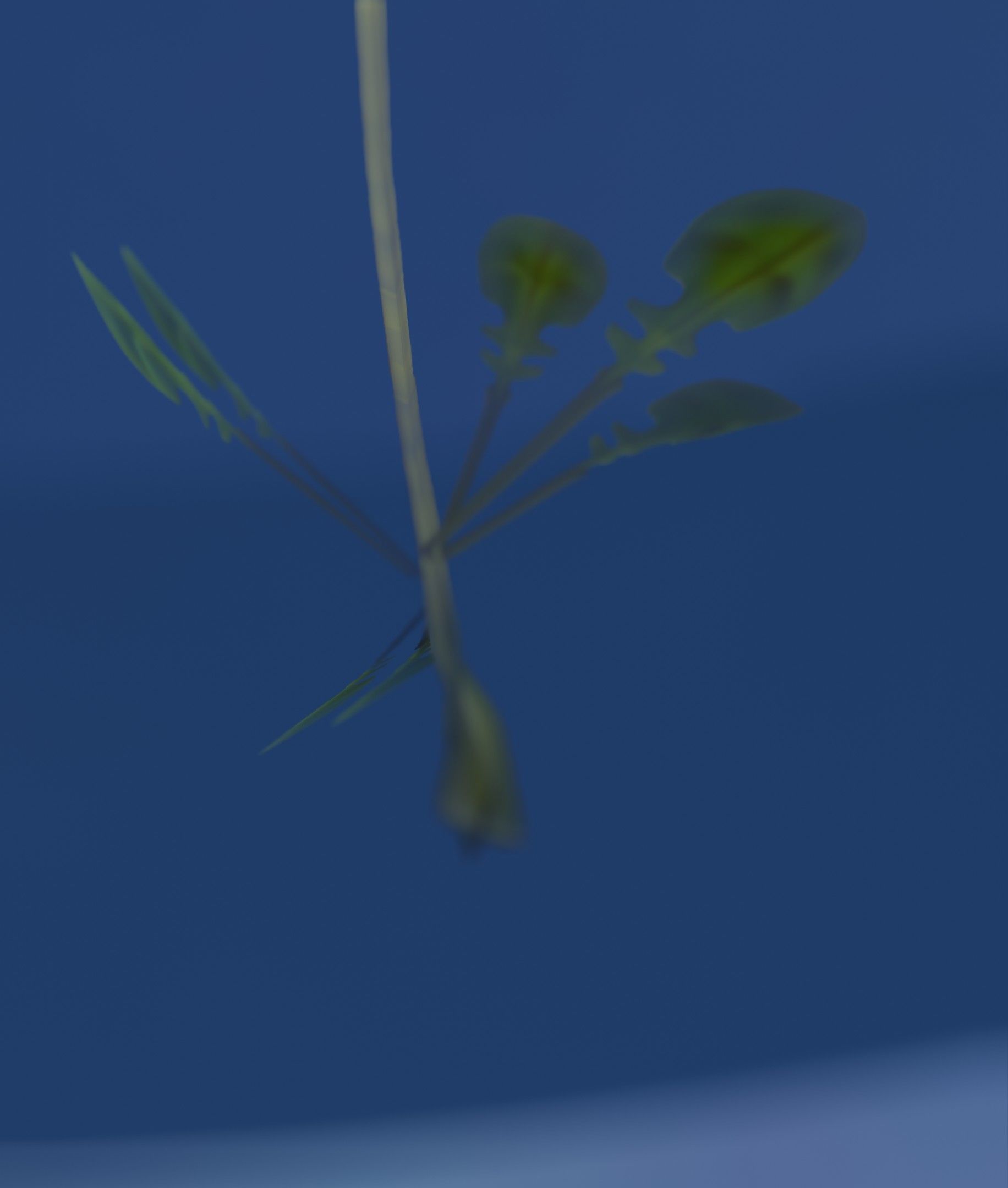 Low-Poly Dandelion Flower Version 3 - Object 9 Low-poly 3D model_37