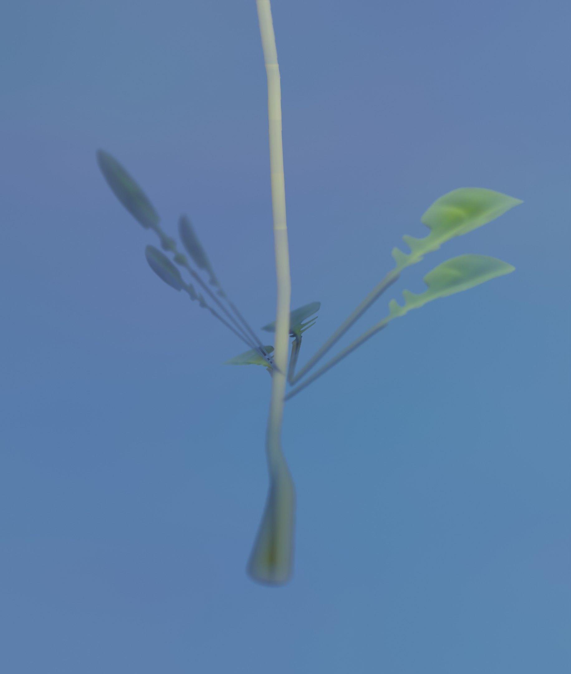 Low-Poly Dandelion Flower Version 3 - Object 9 Low-poly 3D model_43