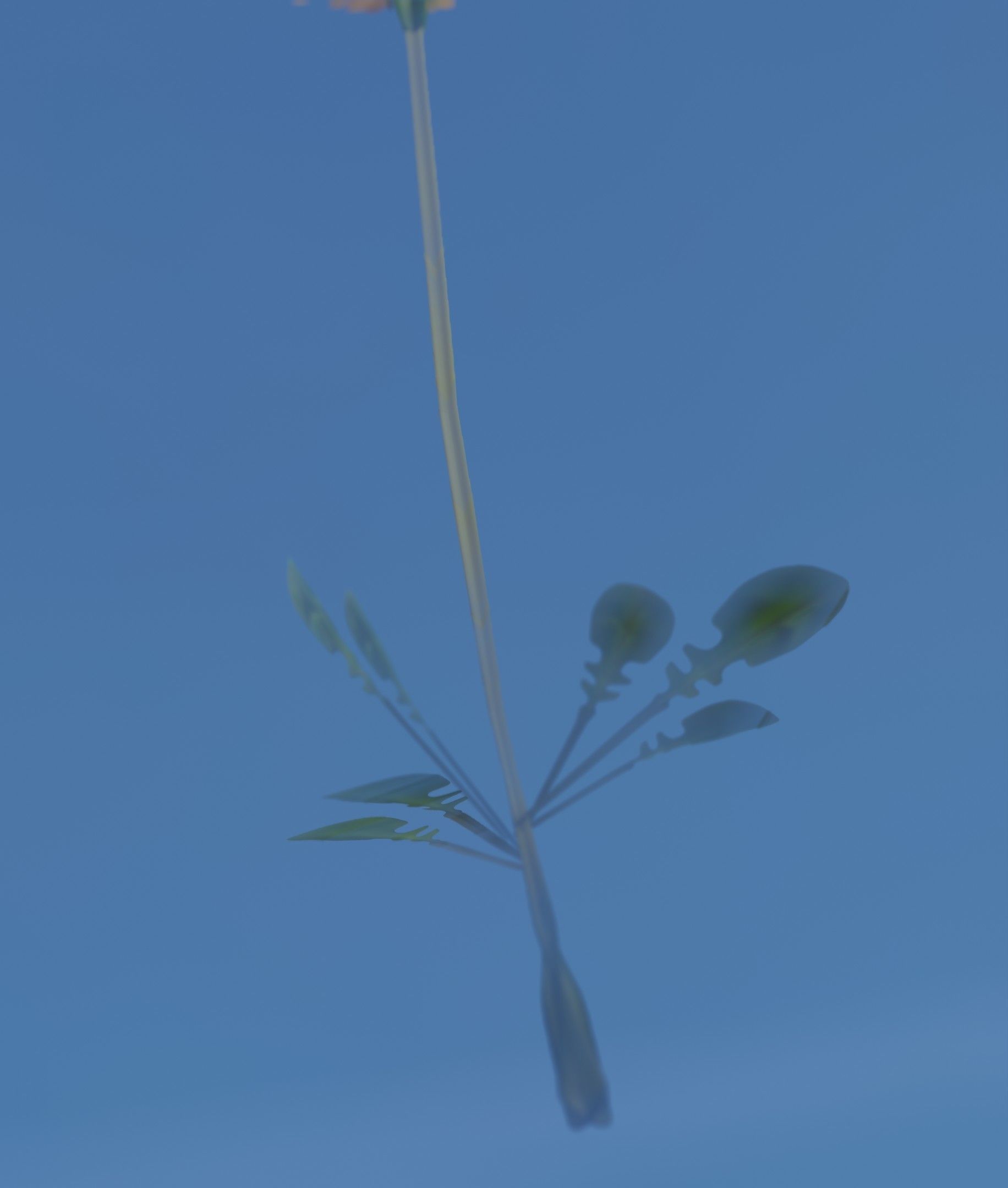 Low-Poly Dandelion Flower Version 3 - Object 9 Low-poly 3D model_36