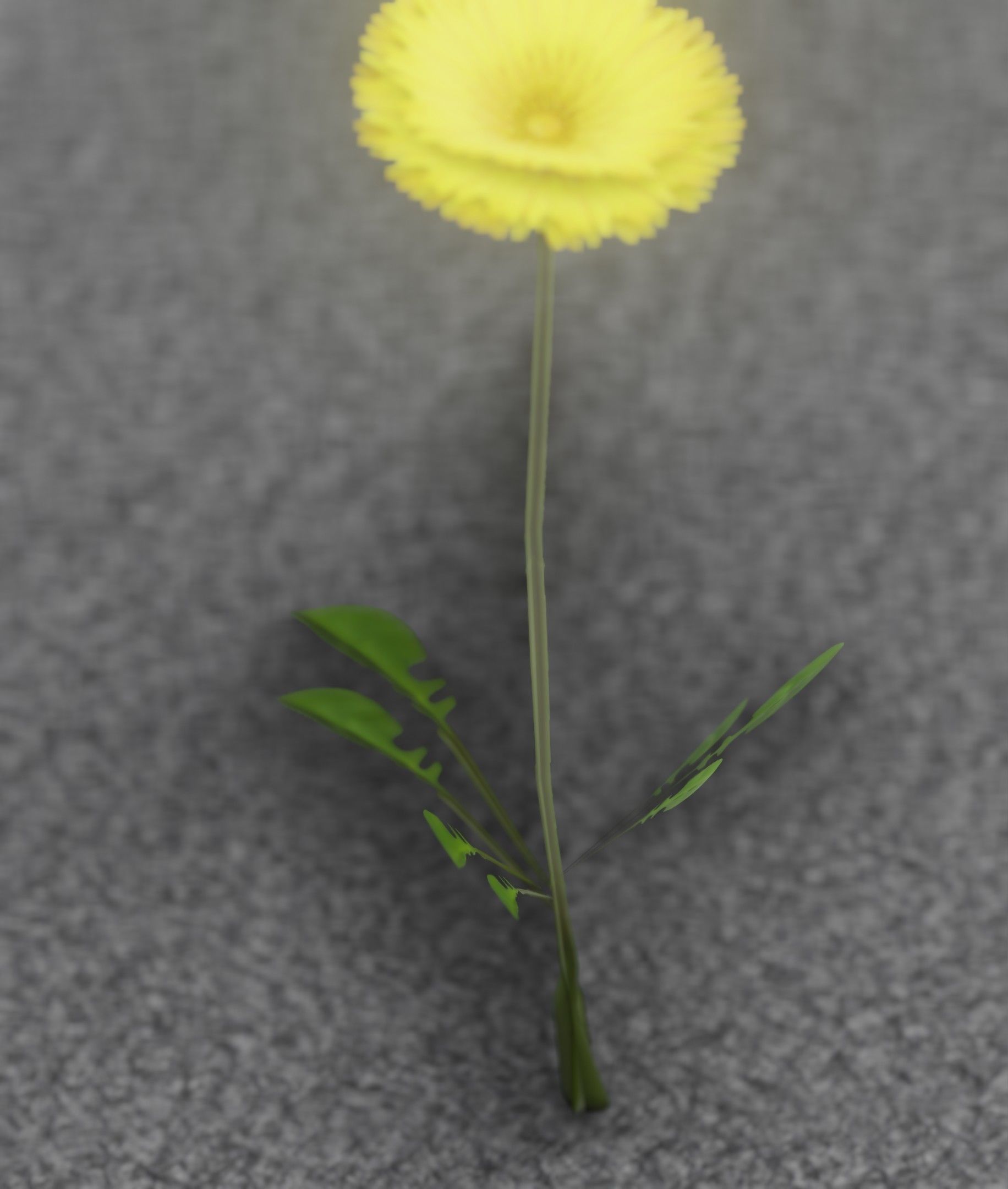 Low-Poly Dandelion Flower Version 3 - Object 9 Low-poly 3D model_50