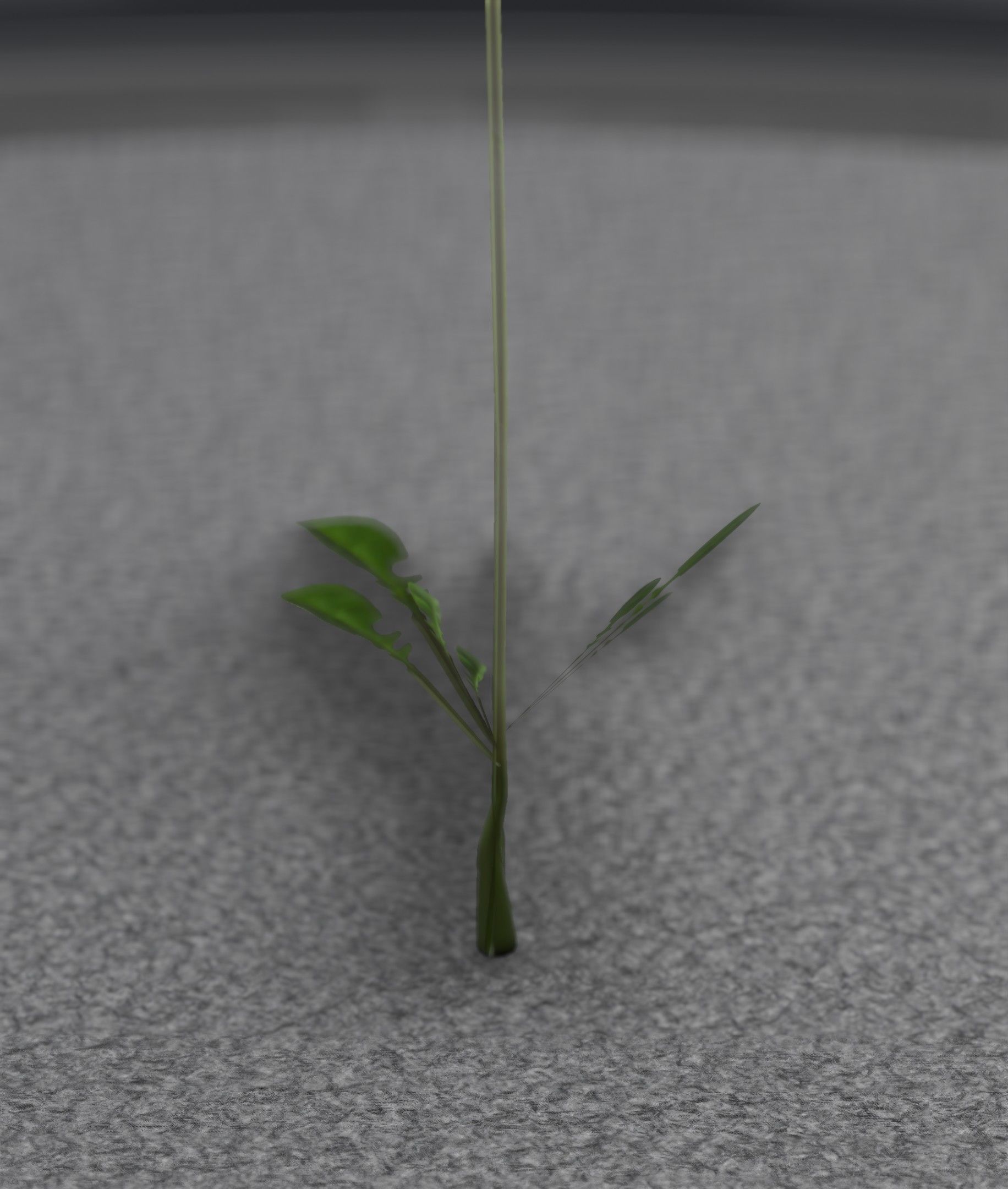 Low-Poly Dandelion Flower Version 4 - Object 10 Low-poly 3D model_40