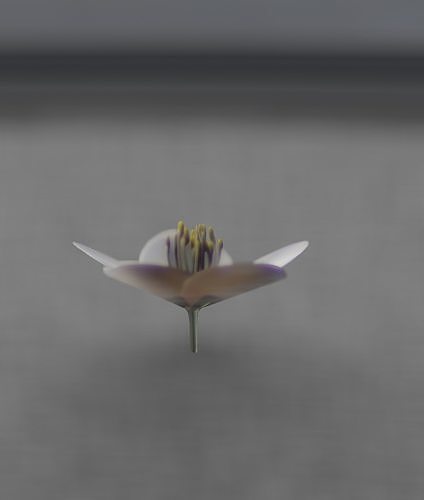 White Flower Blossom Version 1 - Object 11 Low-poly 3D model