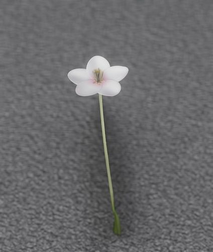 White Flower - Verion 2 - Object 12 Low-poly 3D model