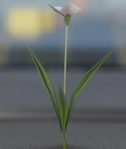 White Flower - Verion 4 - Object 14 Low-poly 3D model