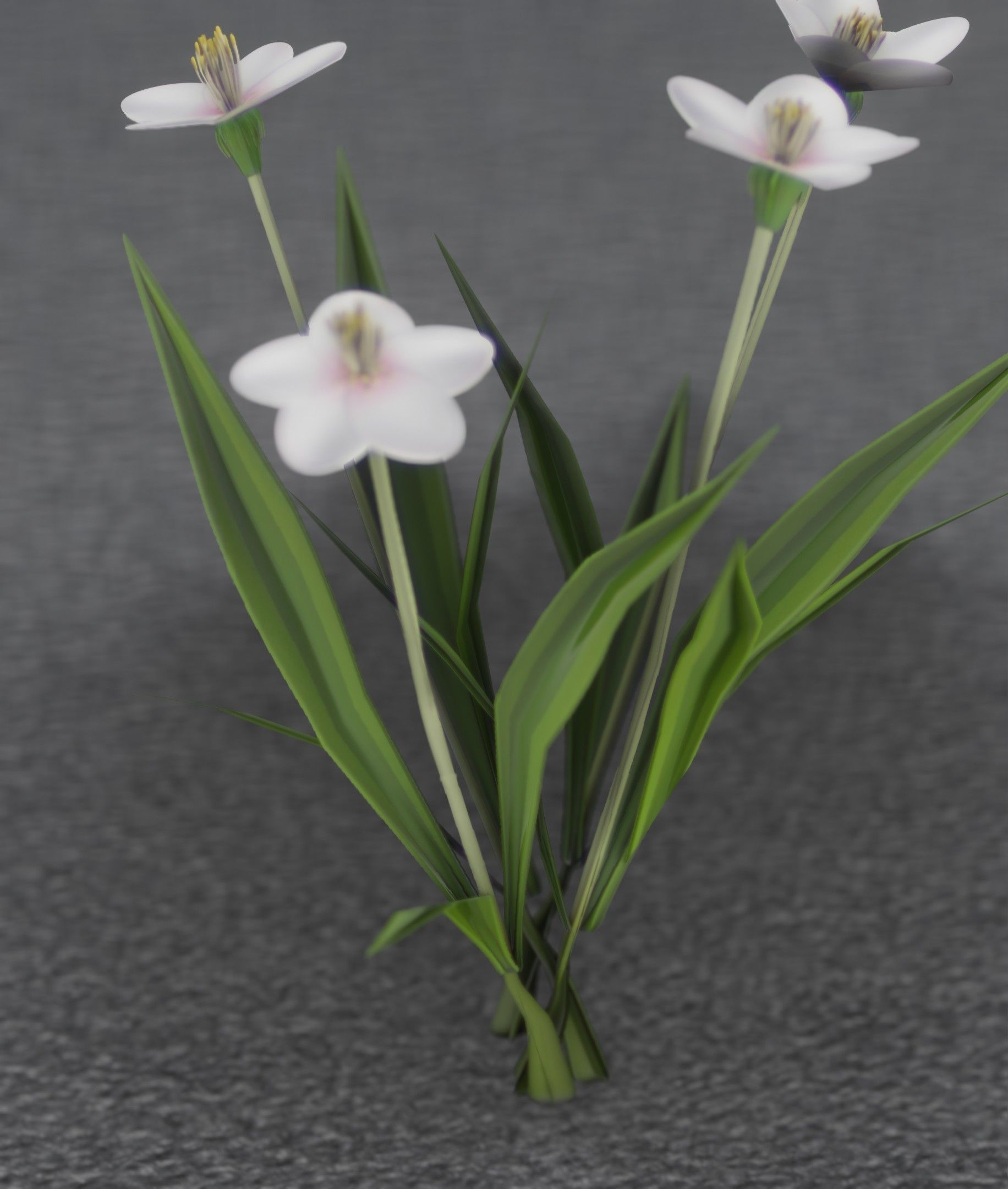 White Flowers - Verion 6 - Object 16 Low-poly 3D model_8