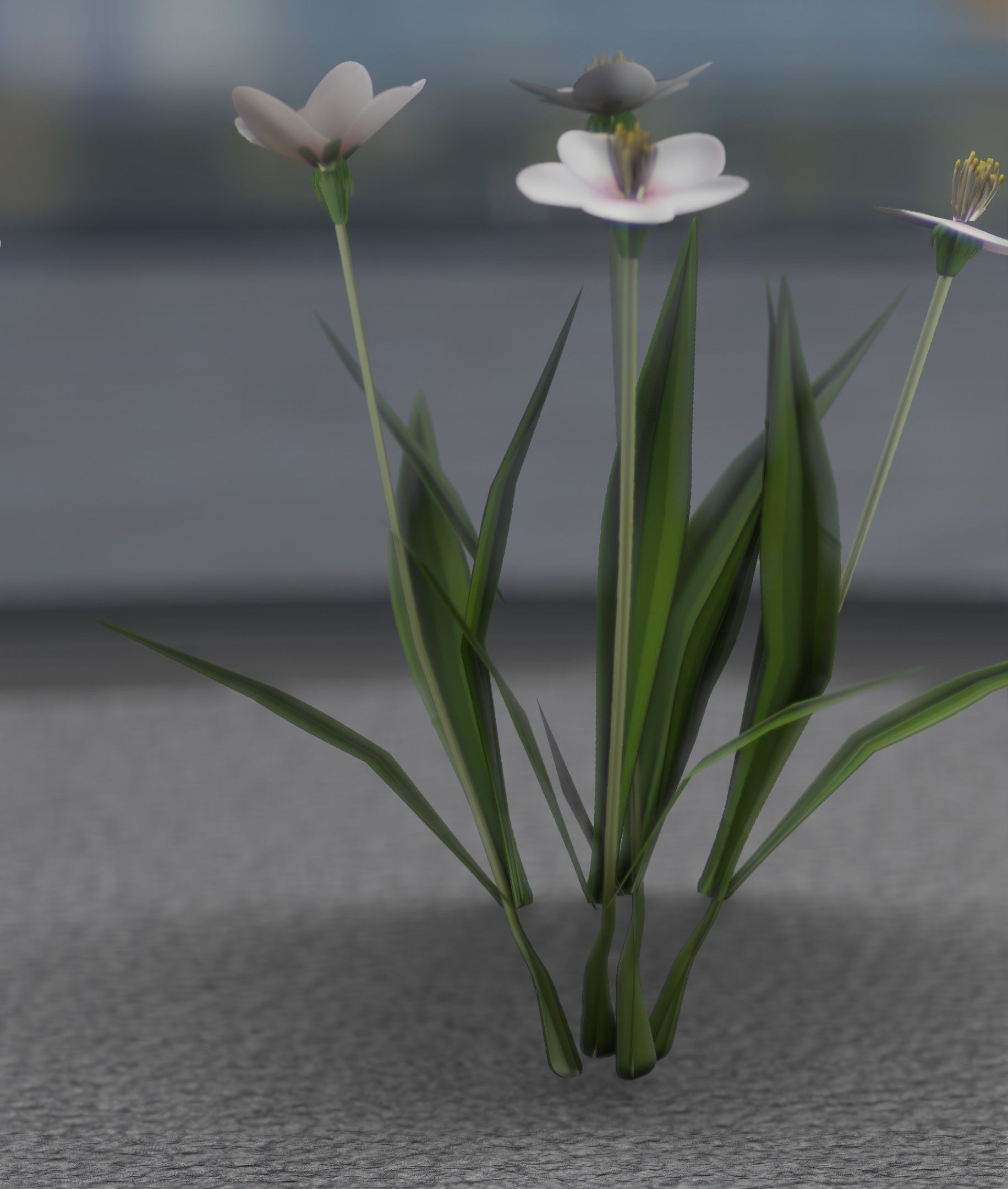 White Flowers - Verion 6 - Object 16 Low-poly 3D model_45