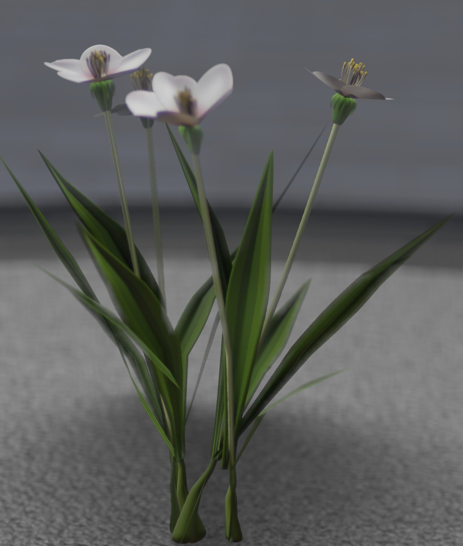 White Flowers - Verion 6 - Object 16 Low-poly 3D model_28