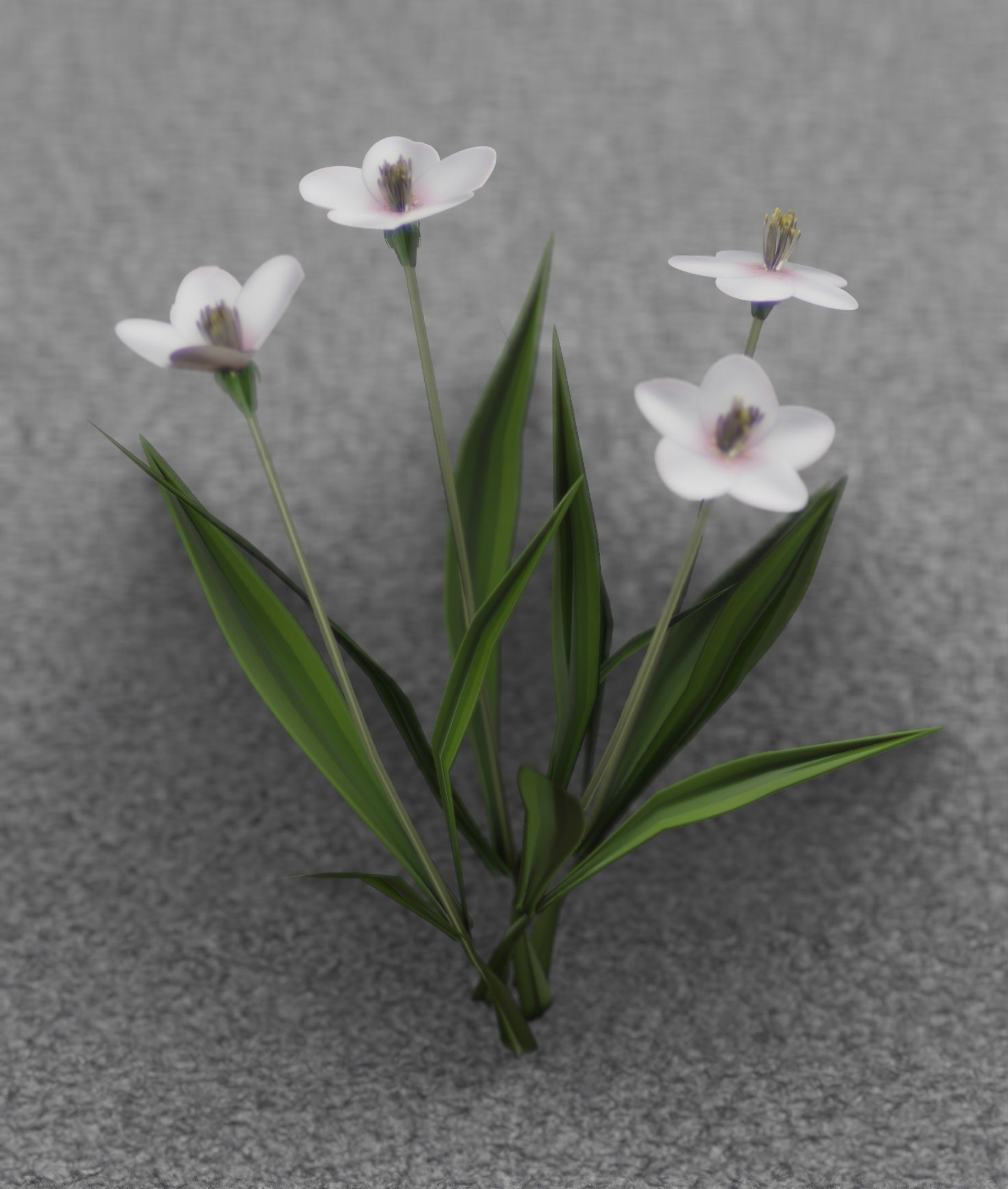 White Flowers - Verion 6 - Object 16 Low-poly 3D model_16