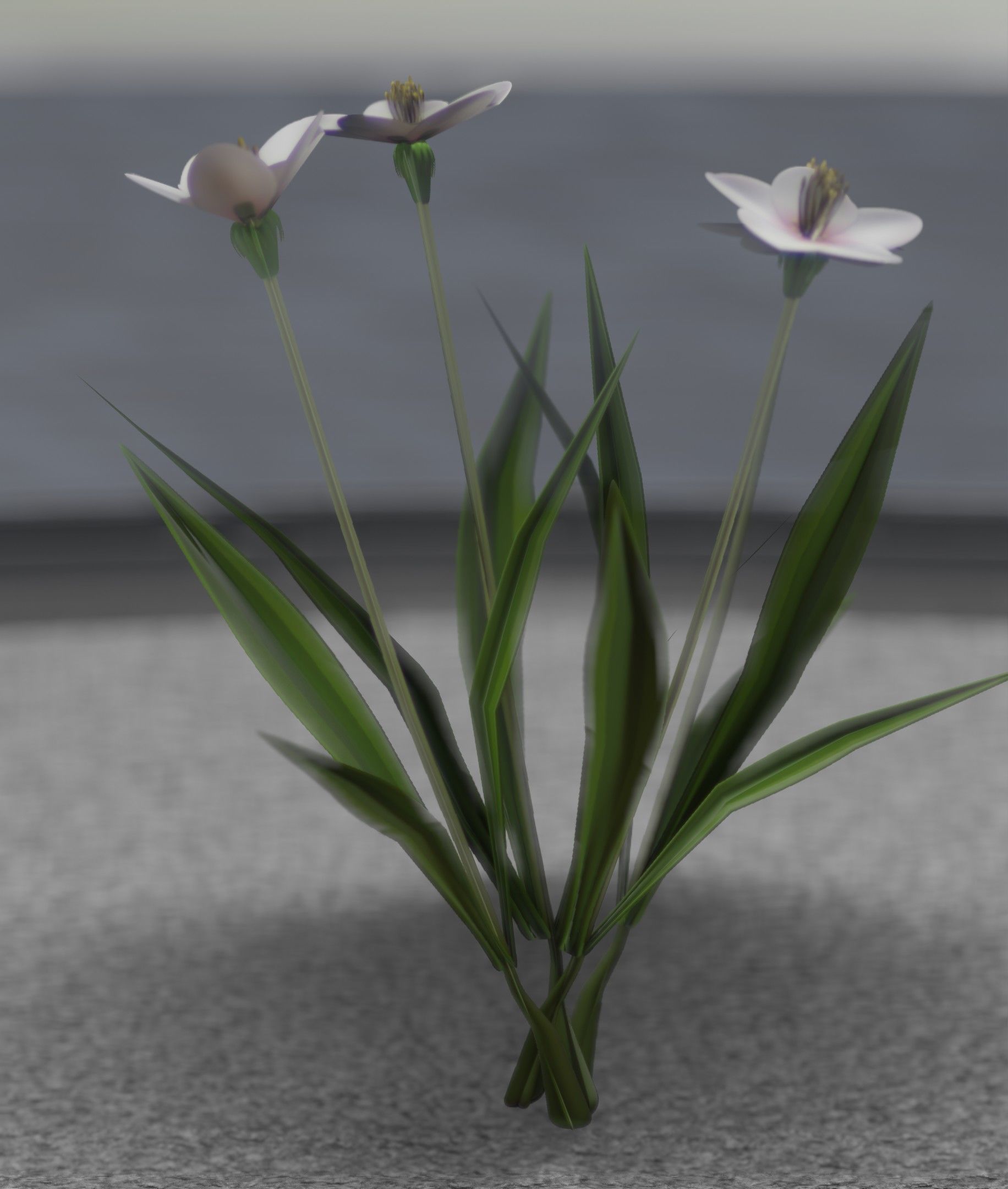 White Flowers - Verion 6 - Object 16 Low-poly 3D model_43
