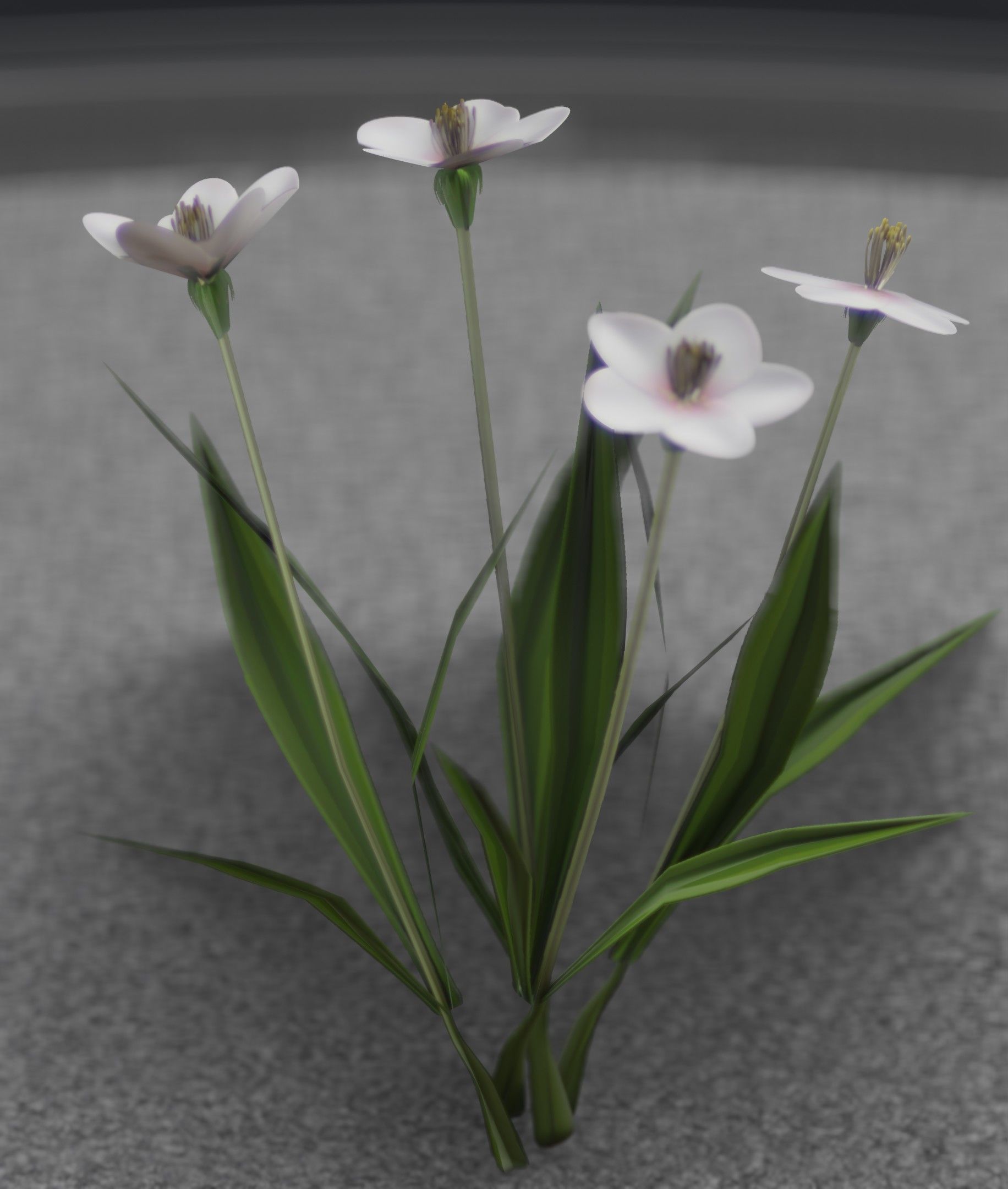 White Flowers - Verion 6 - Object 16 Low-poly 3D model_17