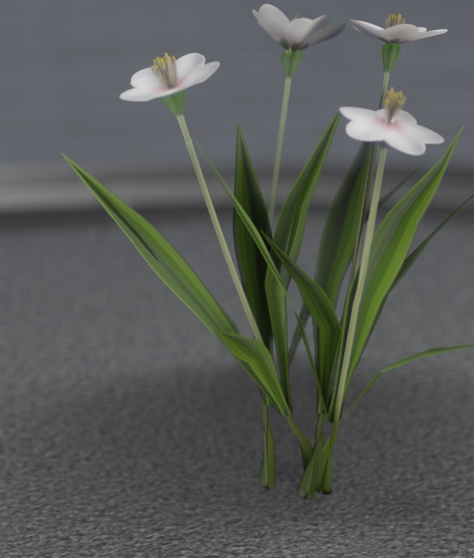 White Flowers - Verion 6 - Object 16 Low-poly 3D model_48