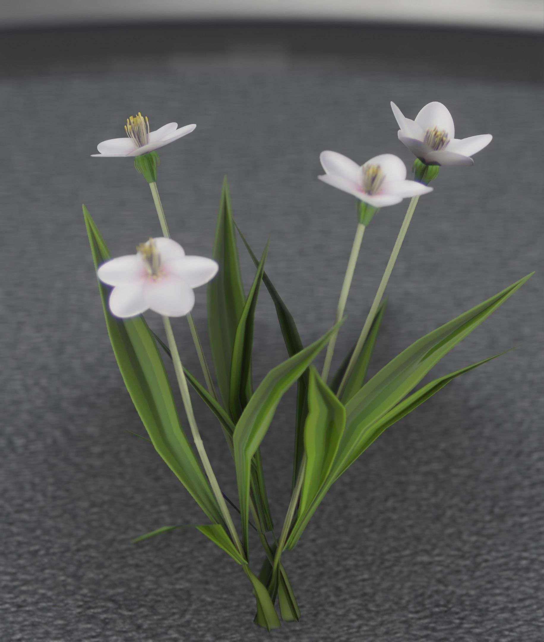 White Flowers - Verion 6 - Object 16 Low-poly 3D model_36