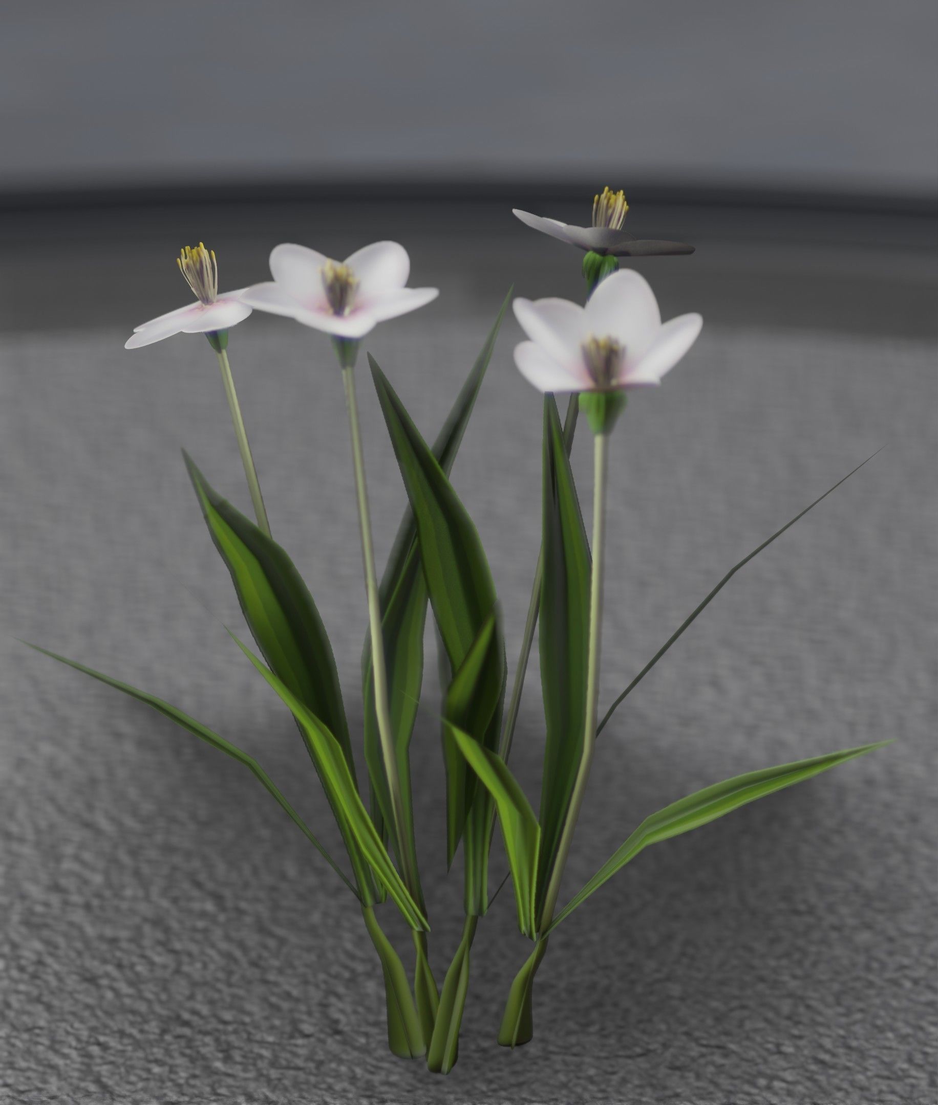 White Flowers - Verion 6 - Object 16 Low-poly 3D model_39
