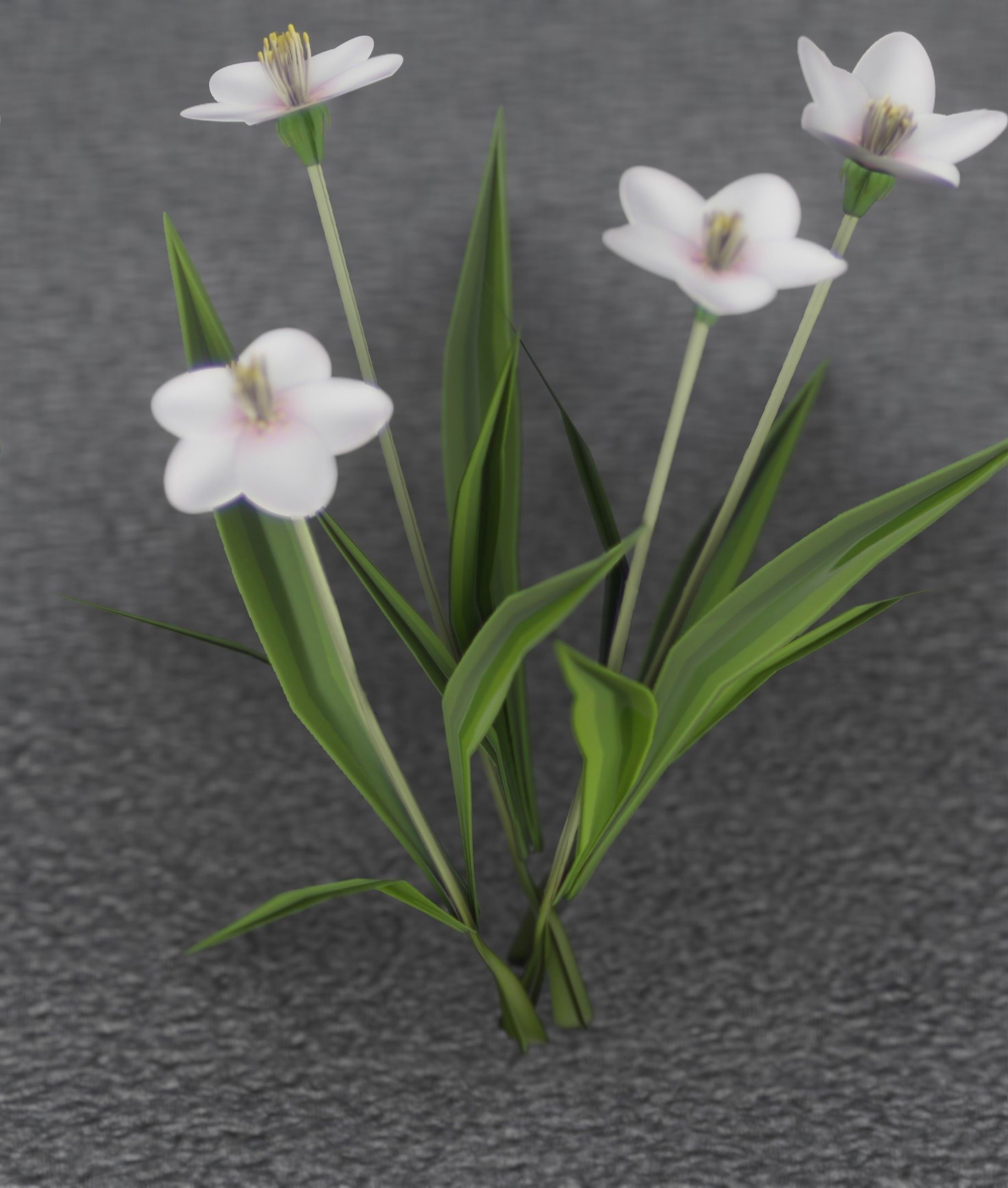 White Flowers - Verion 6 - Object 16 Low-poly 3D model_9